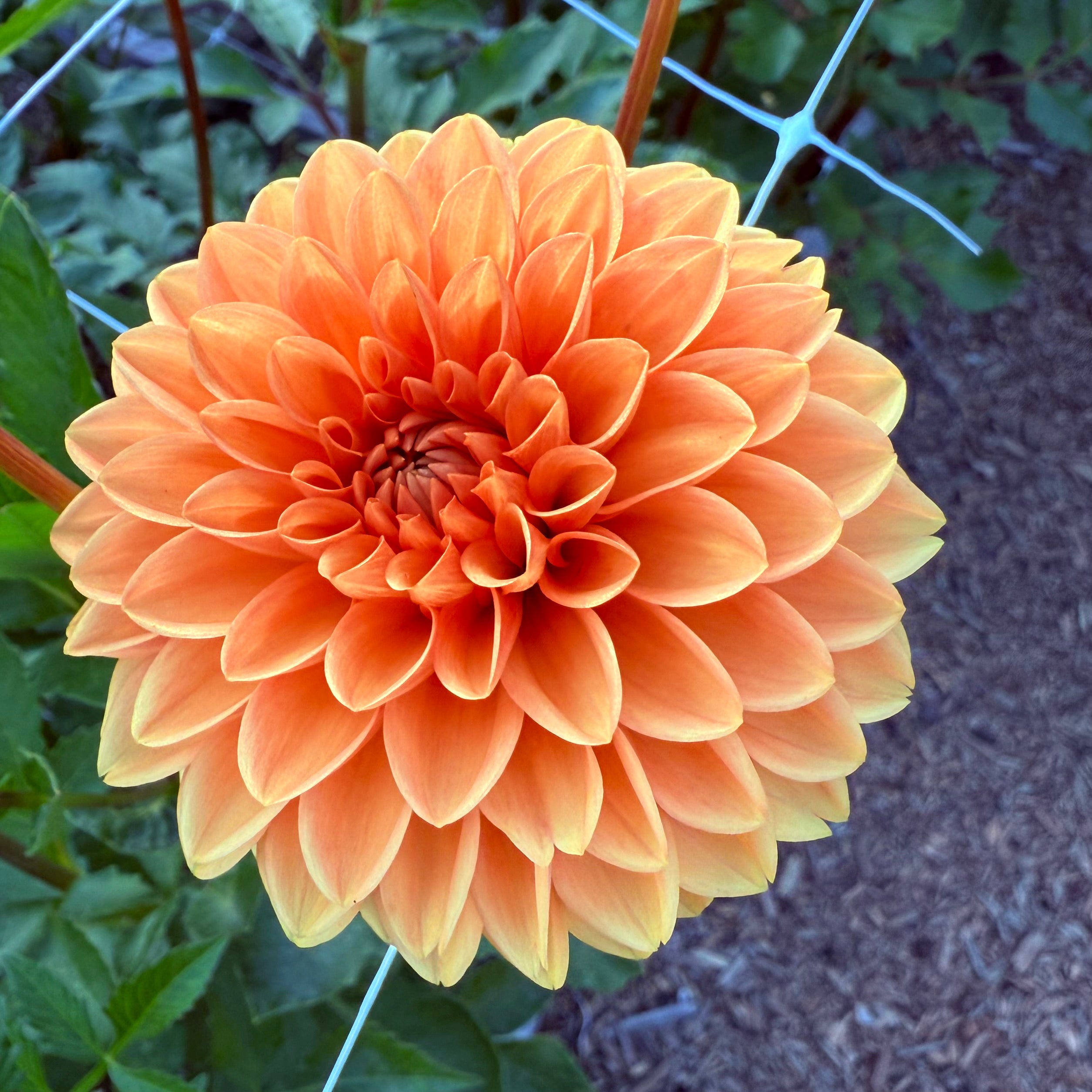 Jowey Linda Dahlia Tuber