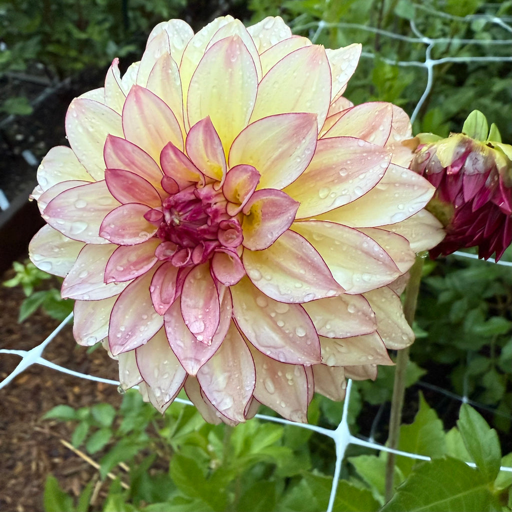 Mocha Katie Dahlia Tuber