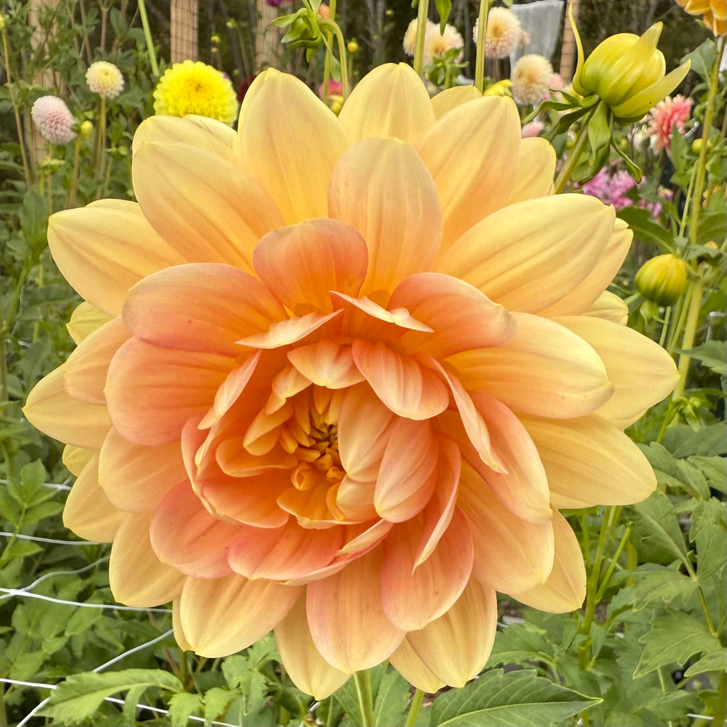 Hollyhill Serenity Dahlia Tuber