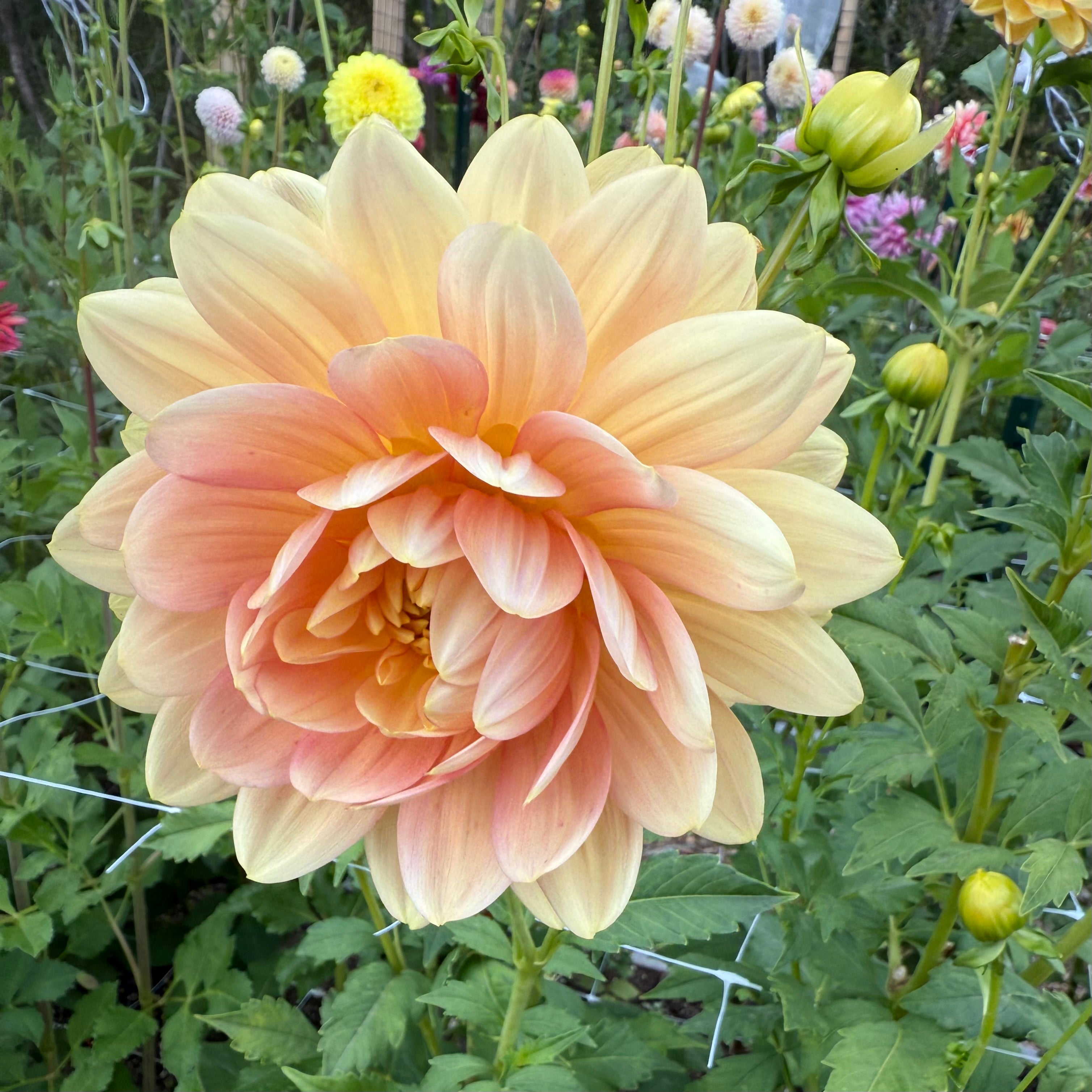 Hollyhill Serenity Dahlia Tuber