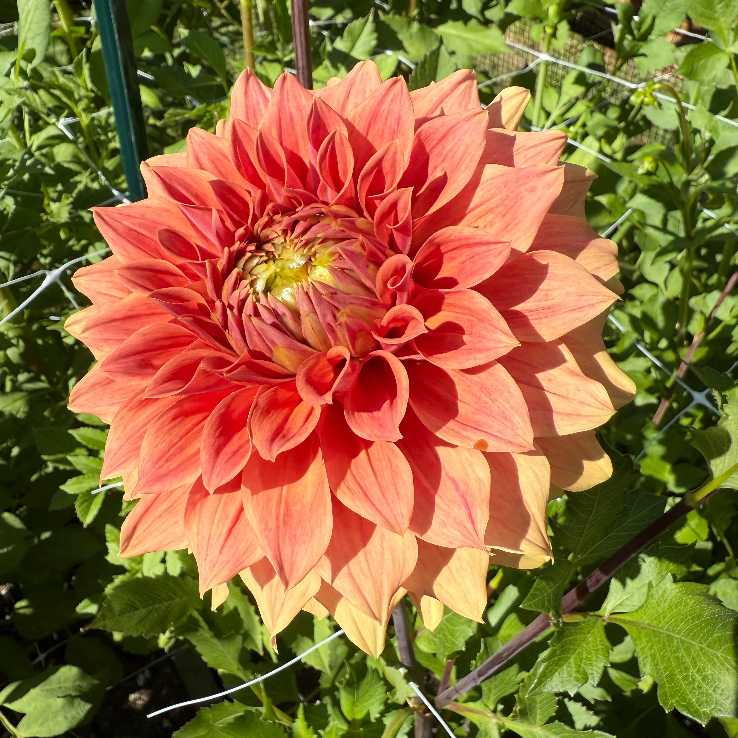 Bracken Sarah Dahlia Tuber
