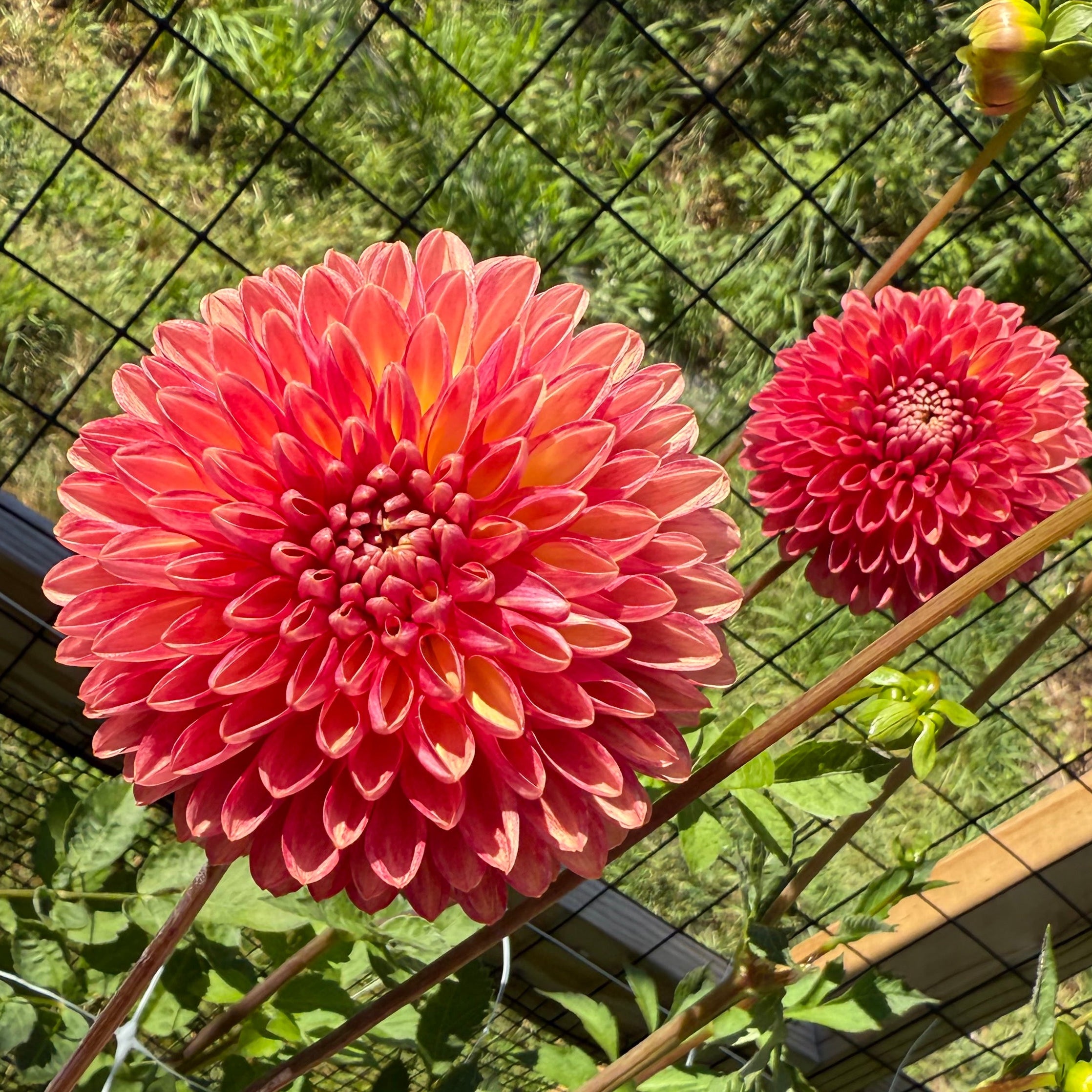 Coseytown Bounty Dahlia SMALL Tuber