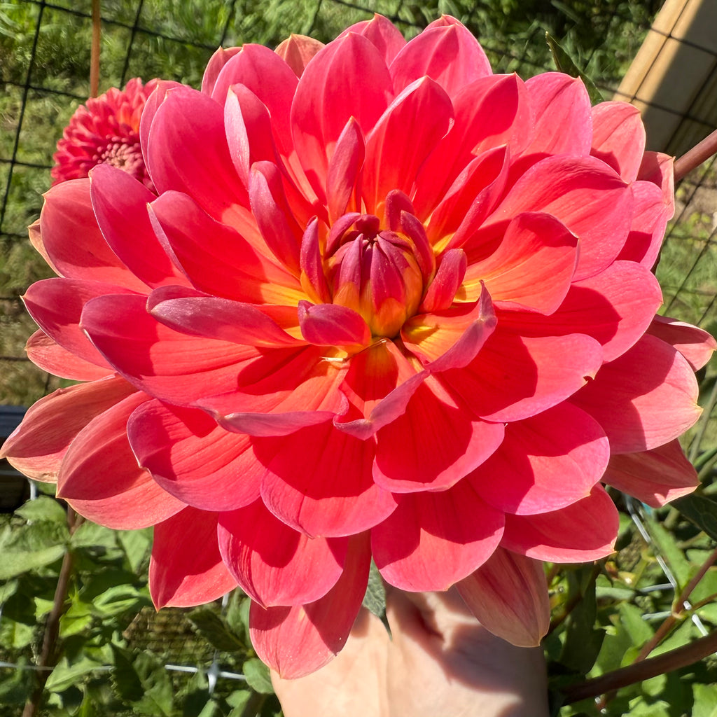 Hollyhill Daydream Dahlia Tuber
