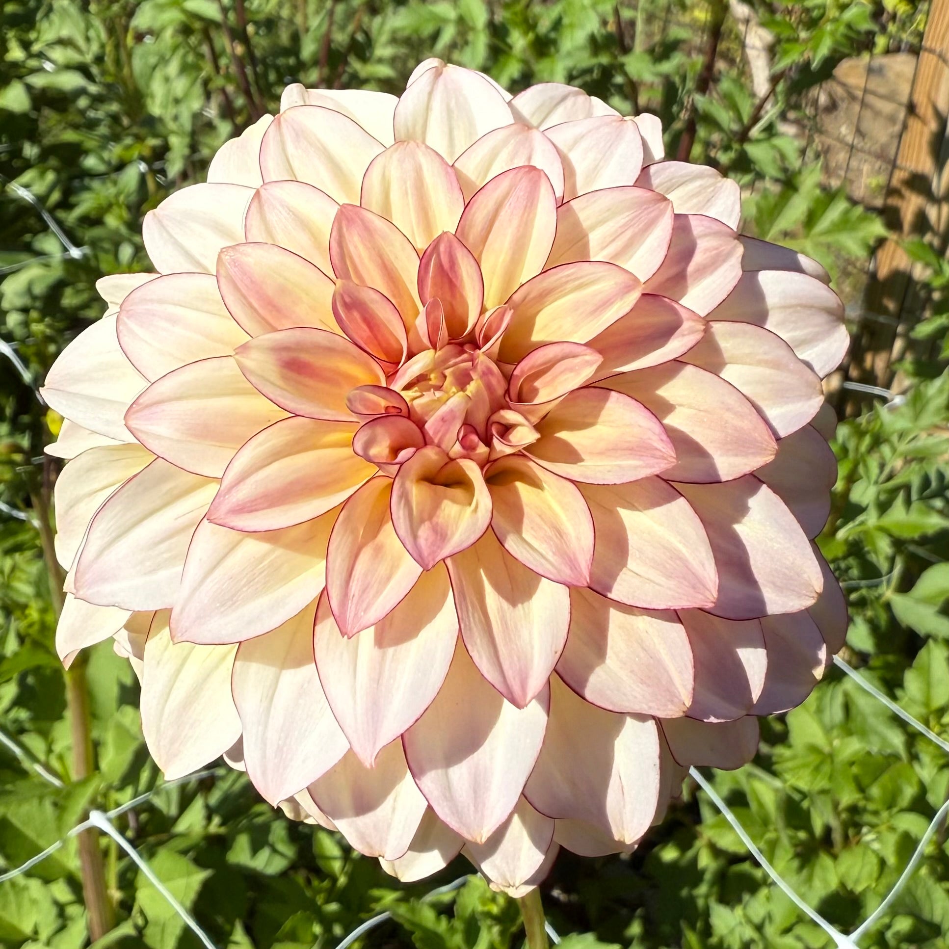 Mocha Katie Dahlia Tuber