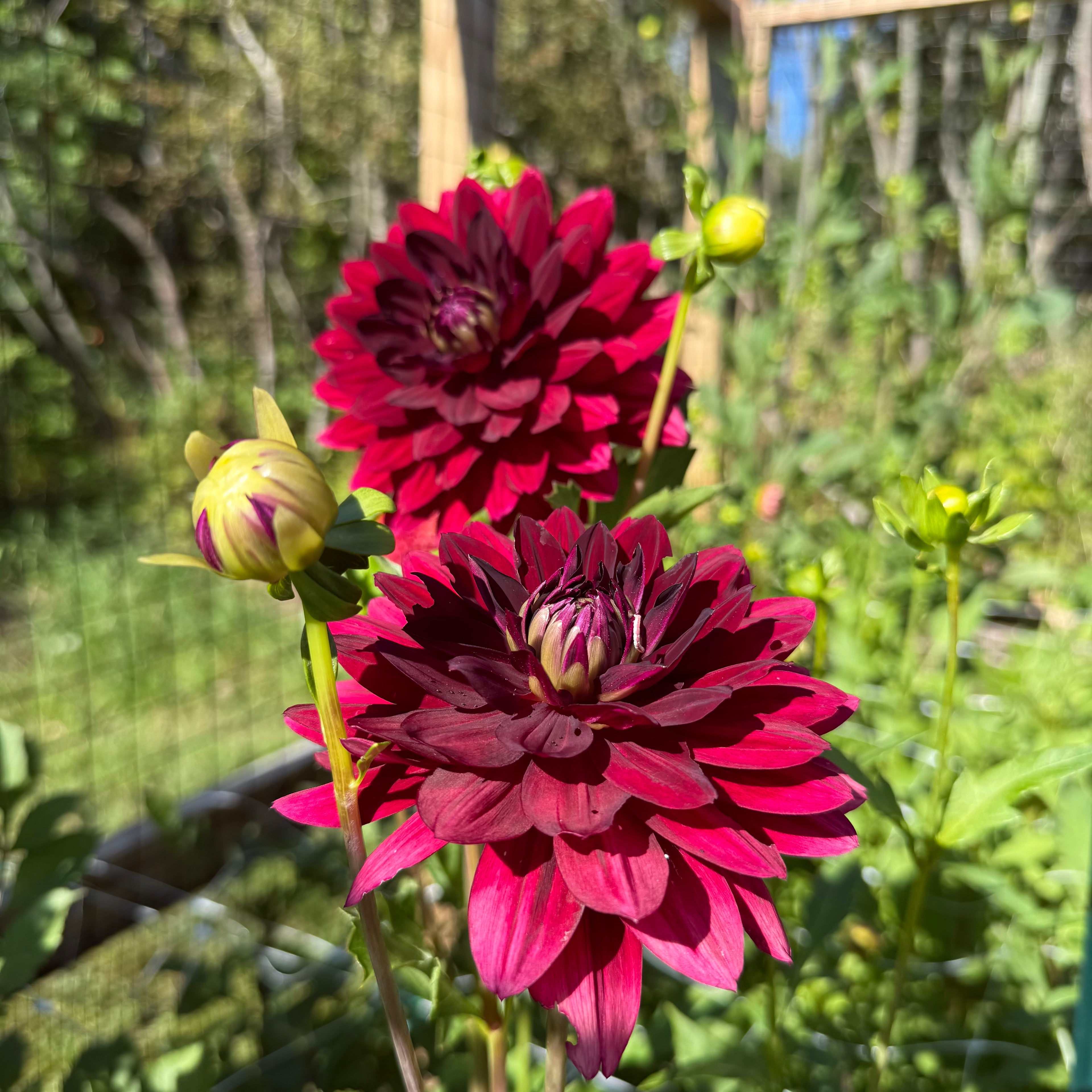 Hollyhill Black Widow Dahlia Tuber