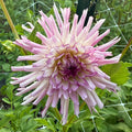 Belred Desire Dahlia Tuber