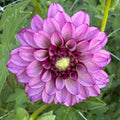Hugs N Kisses Dahlia Tuber