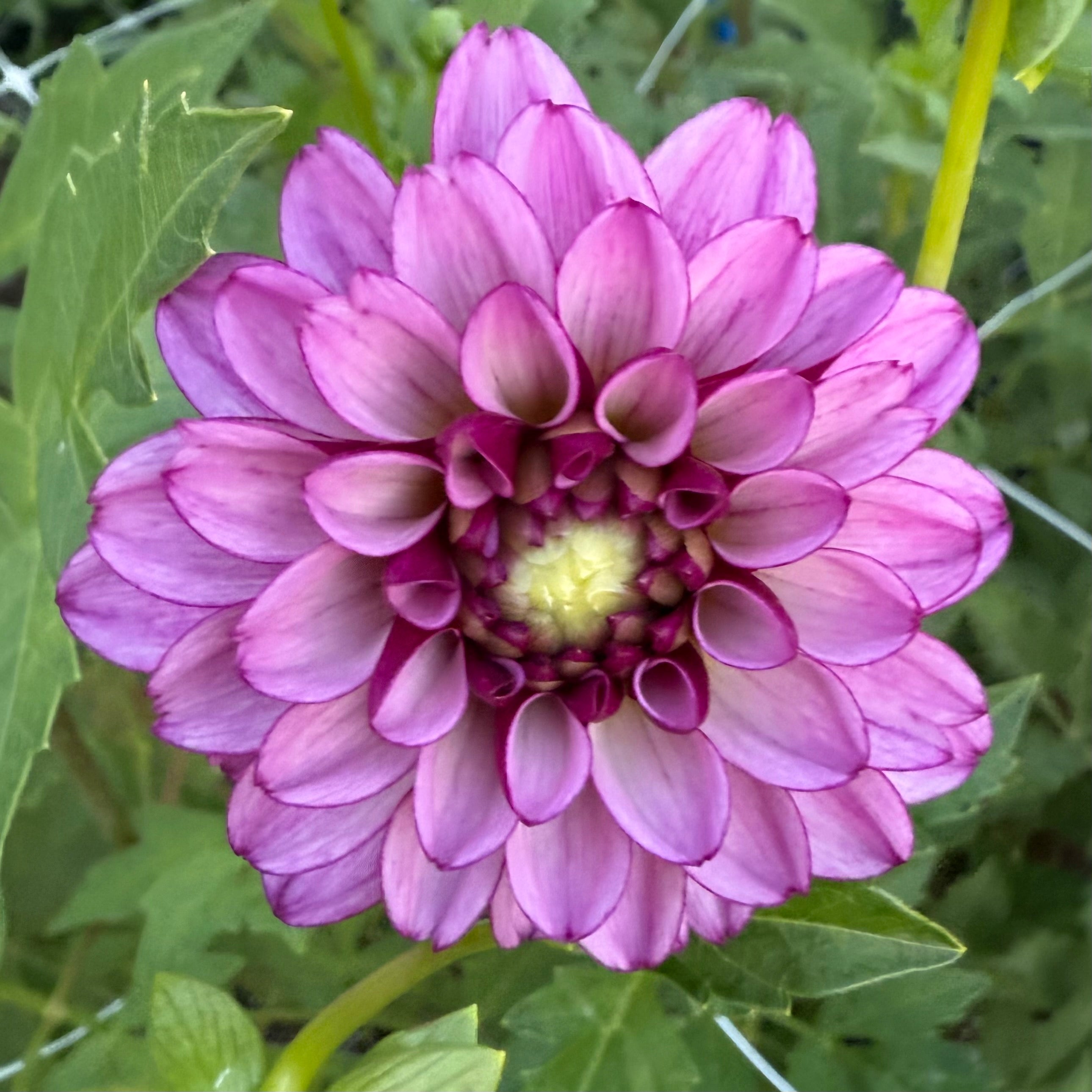 Hugs N Kisses Dahlia Tuber
