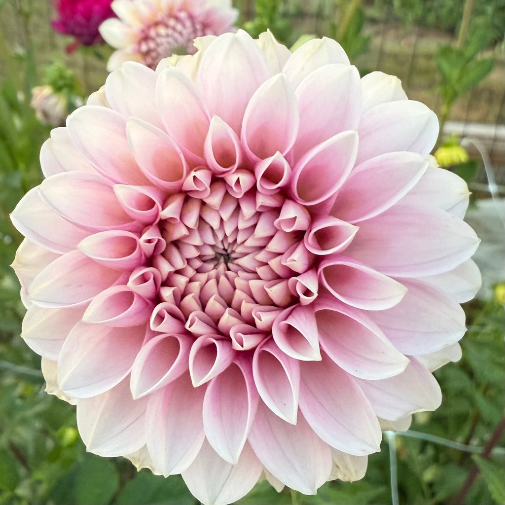 Levi's Confessor Dahlia Tuber