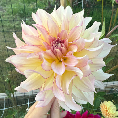 AC Twisp Dahlia Tuber