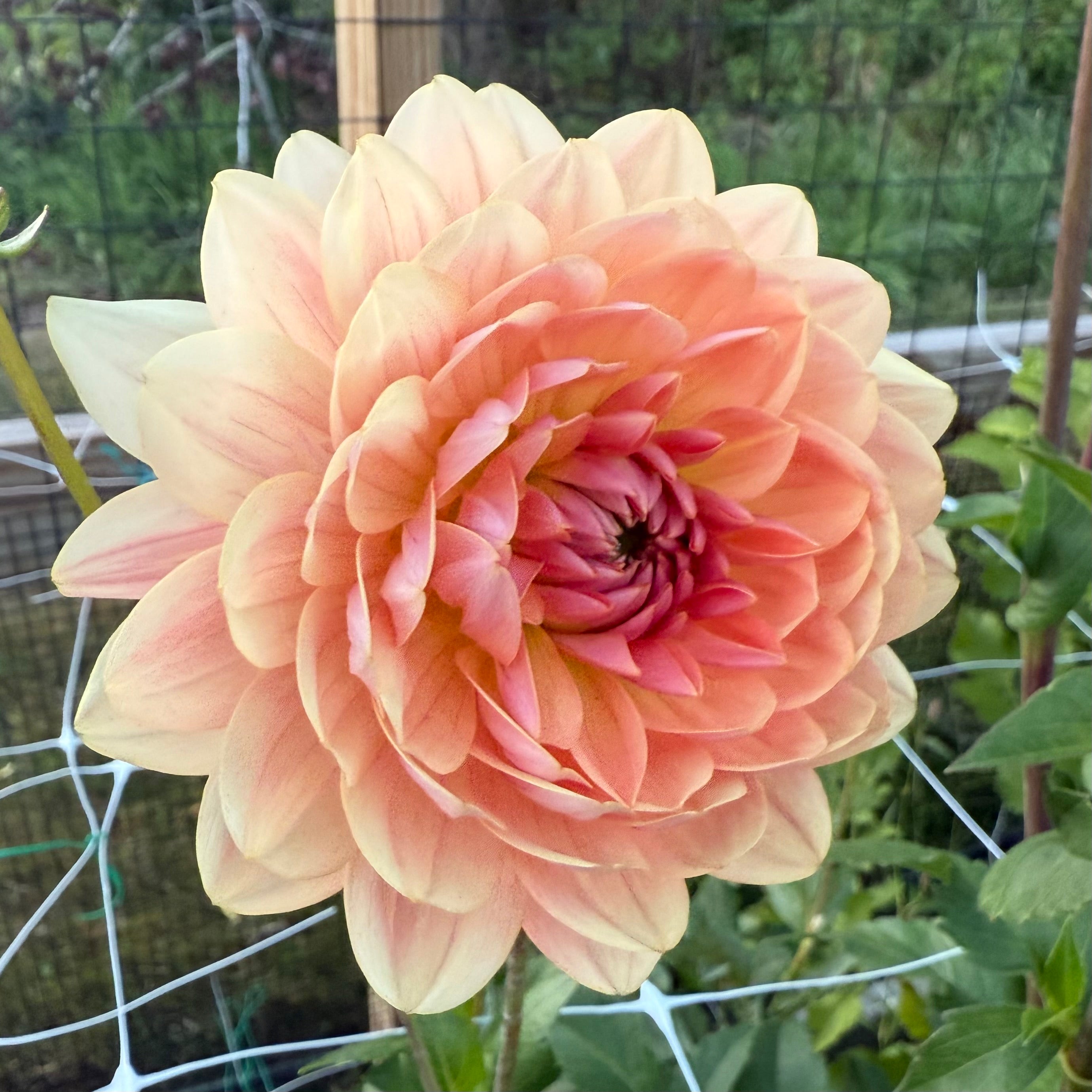 Fawn Dahlia Tuber