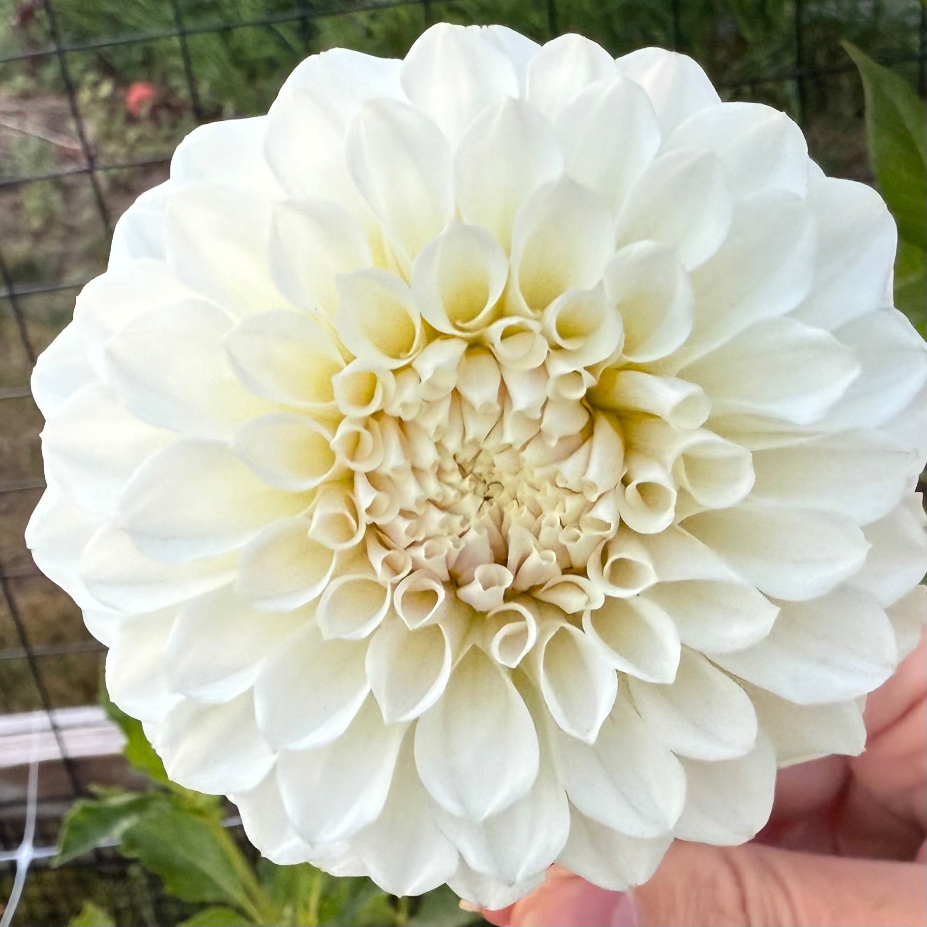 Irish Ruffles Dahlia Tuber
