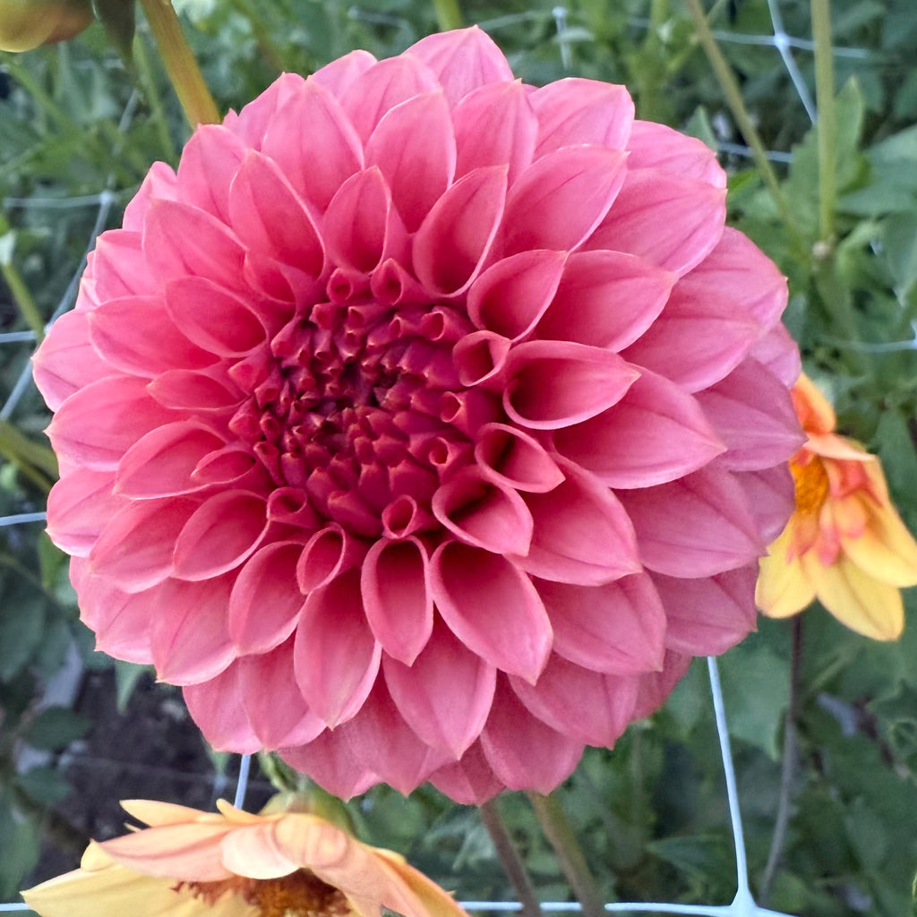 Keltie Rose Dahlia Tuber
