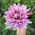 AC Crazy Train Dahlia Tuber