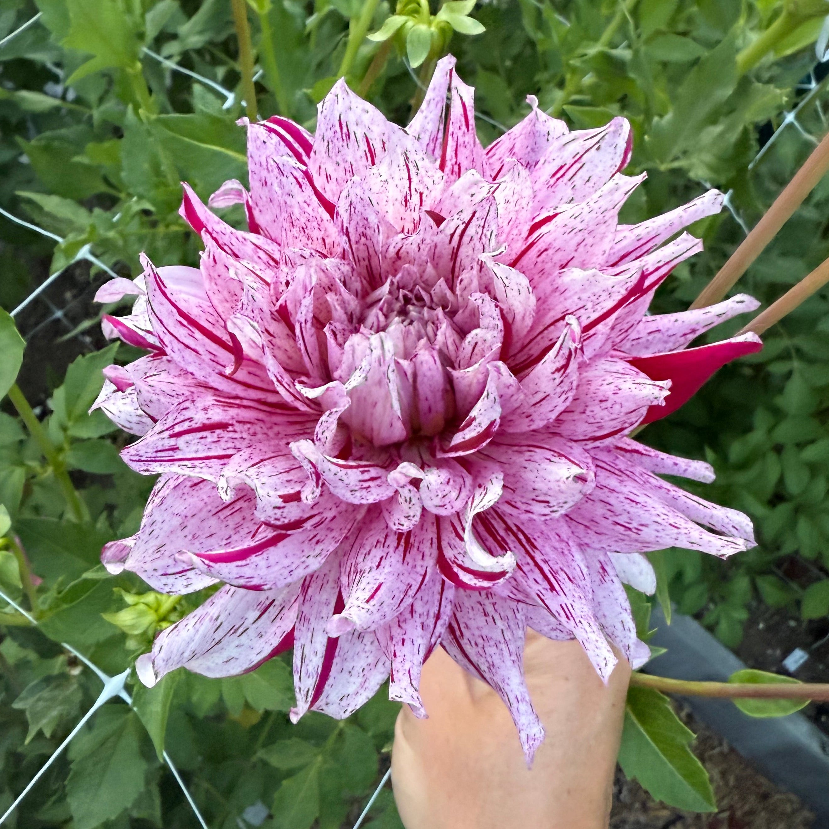 AC Crazy Train Dahlia Tuber