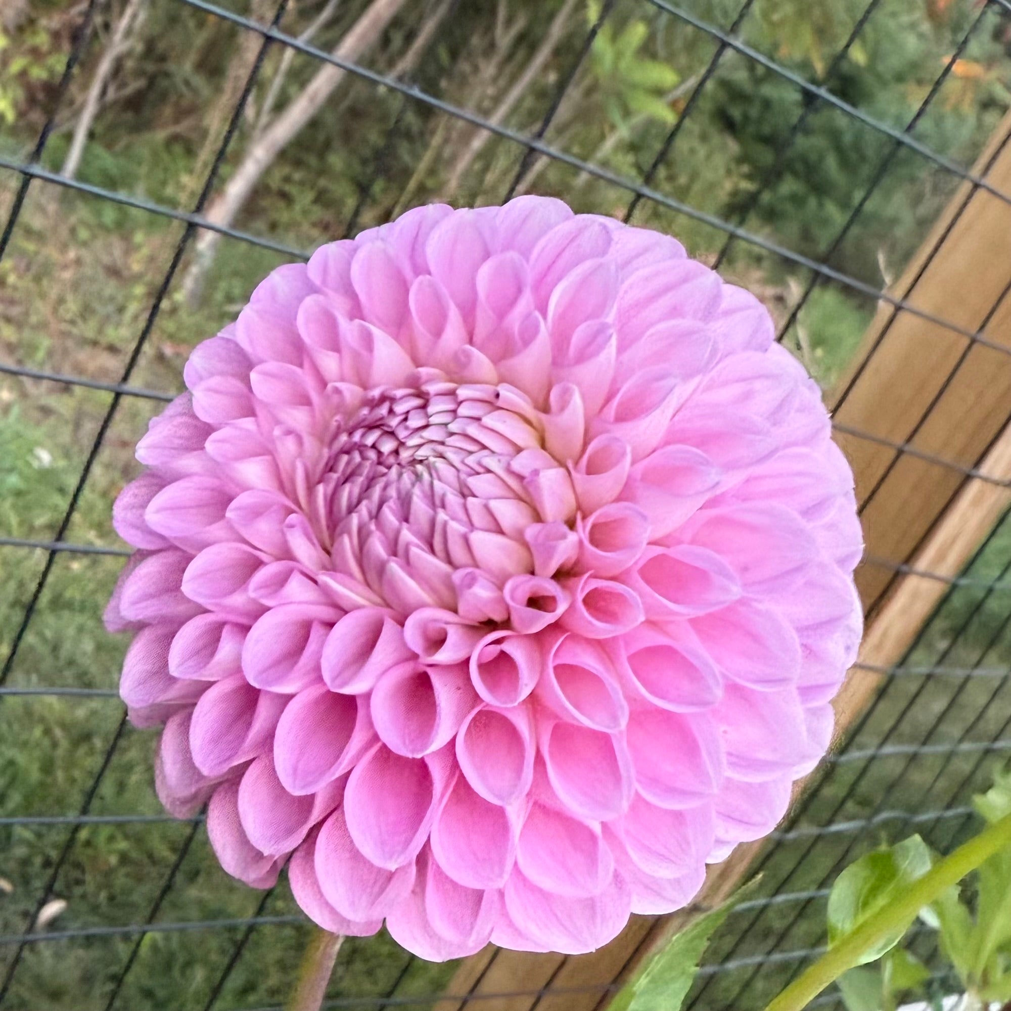 Fifi Dahlia Tuber
