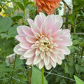 Coseytown Kay Dahlia Tuber