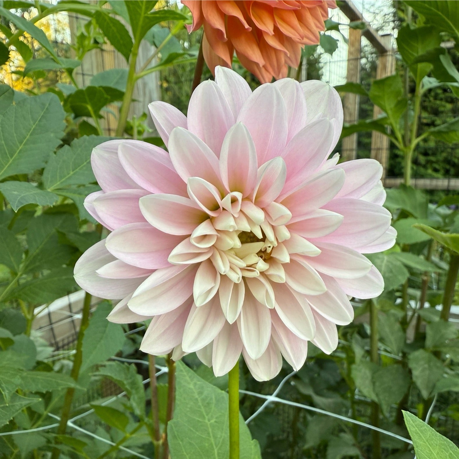 Coseytown Kay Dahlia SMALL Tuber