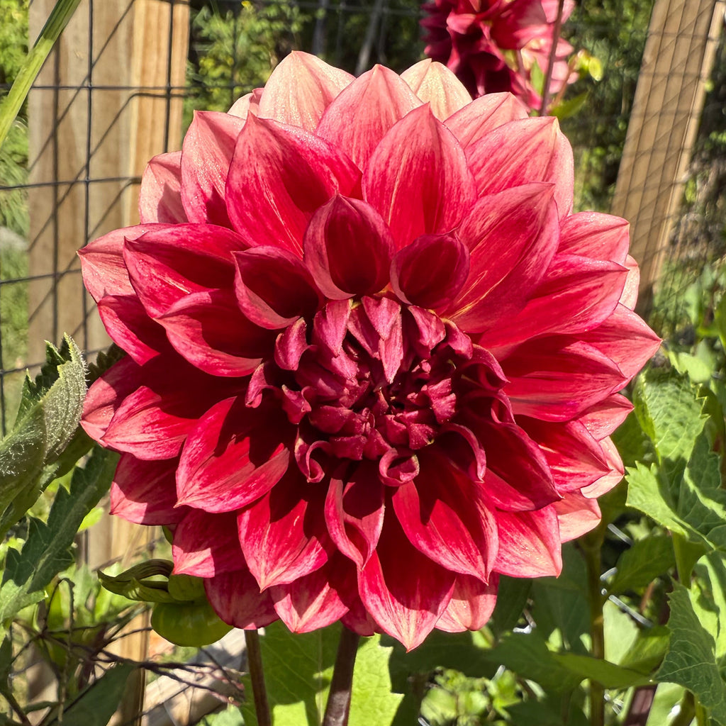 Bloomquist York Dahlia Tuber