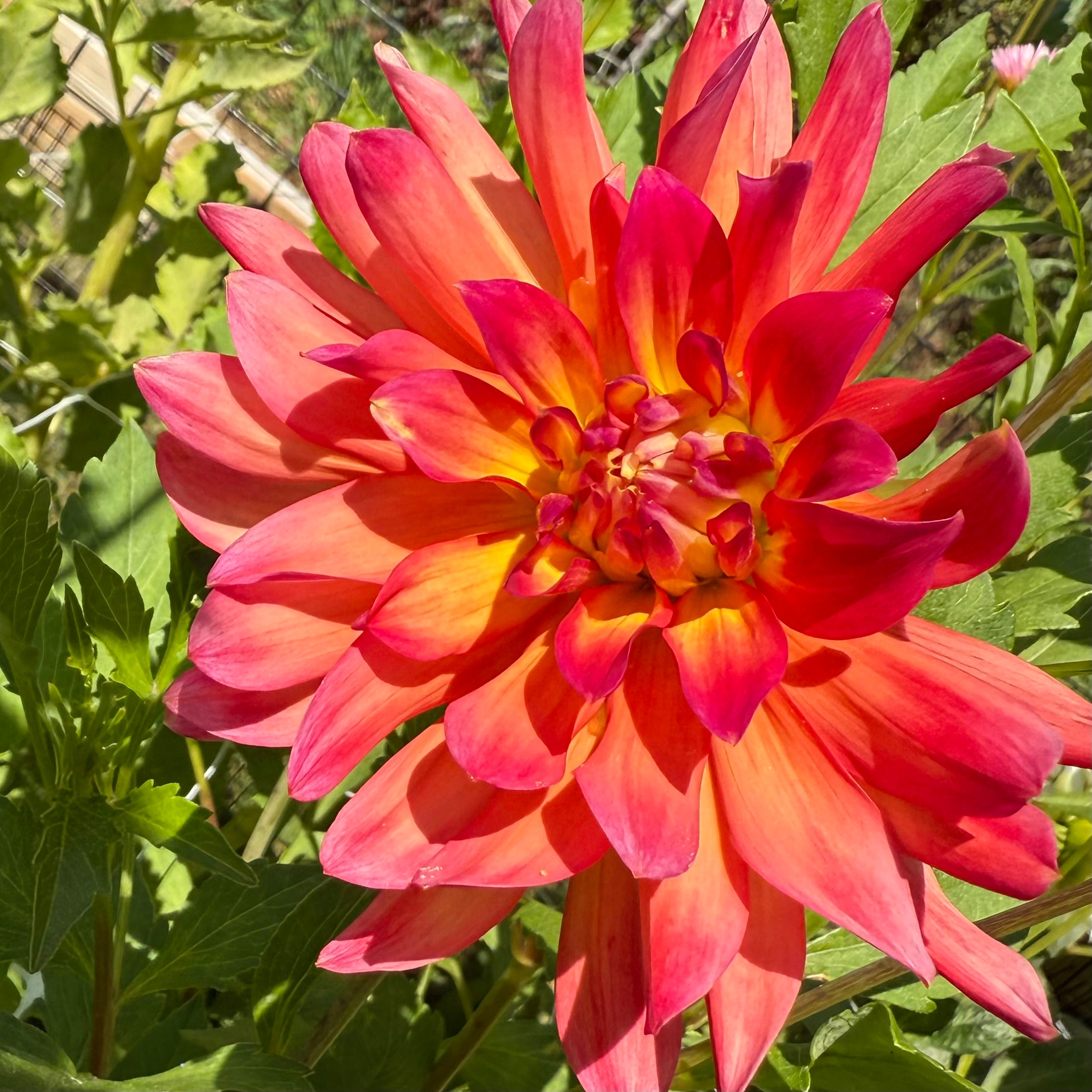 Dragonberry Dahlia Tuber