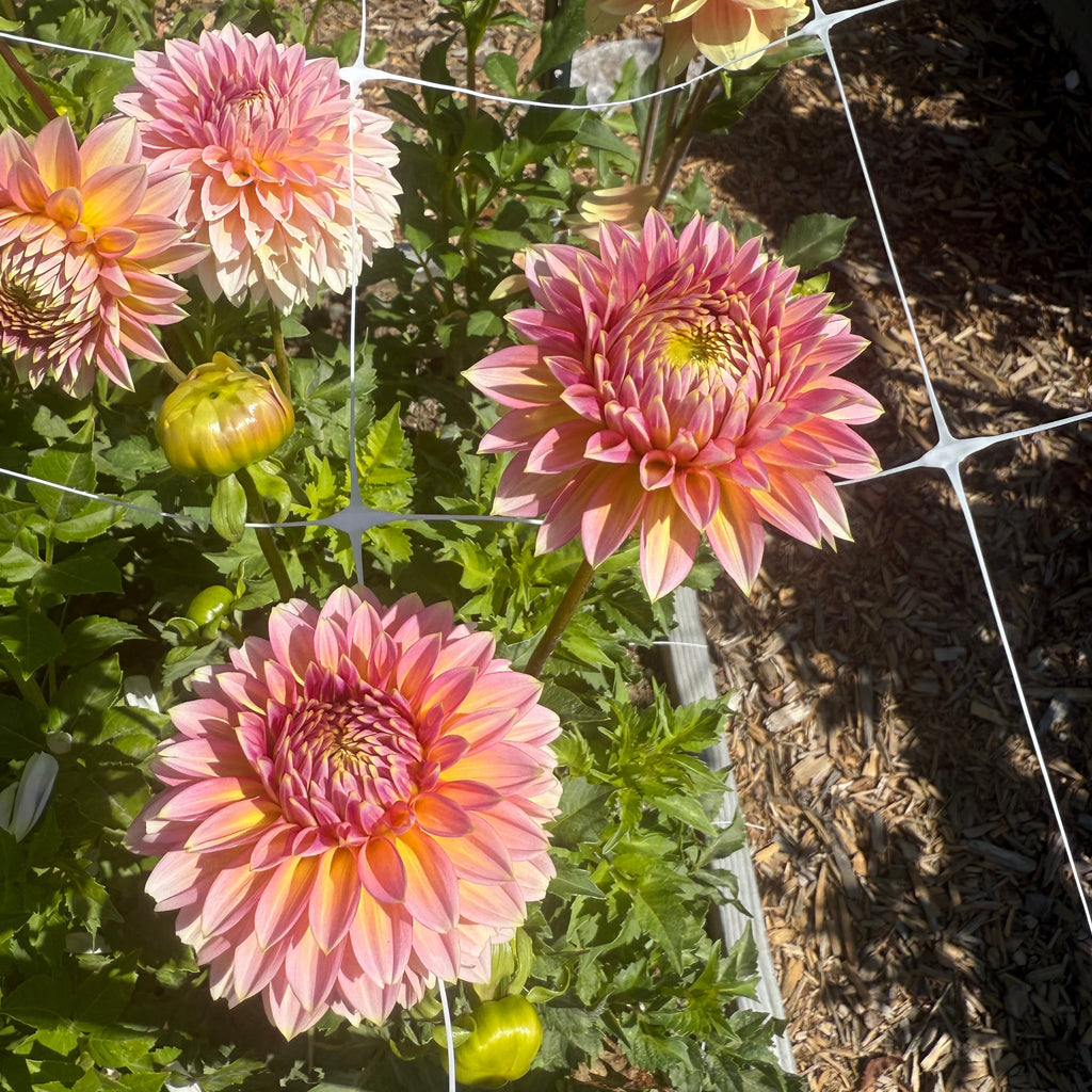 Bloomquist Mojo Dahlia Tuber