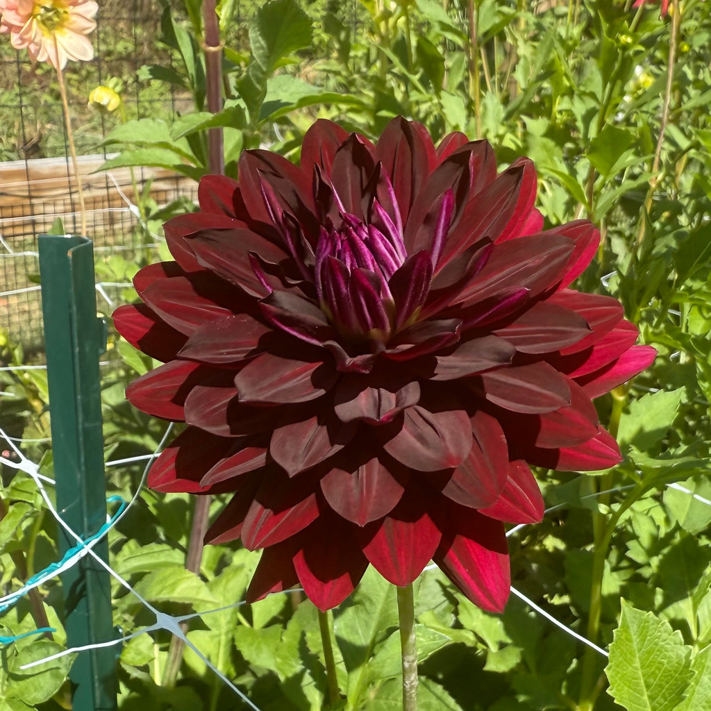 Hollyhill Black Beauty Dahlia Tuber