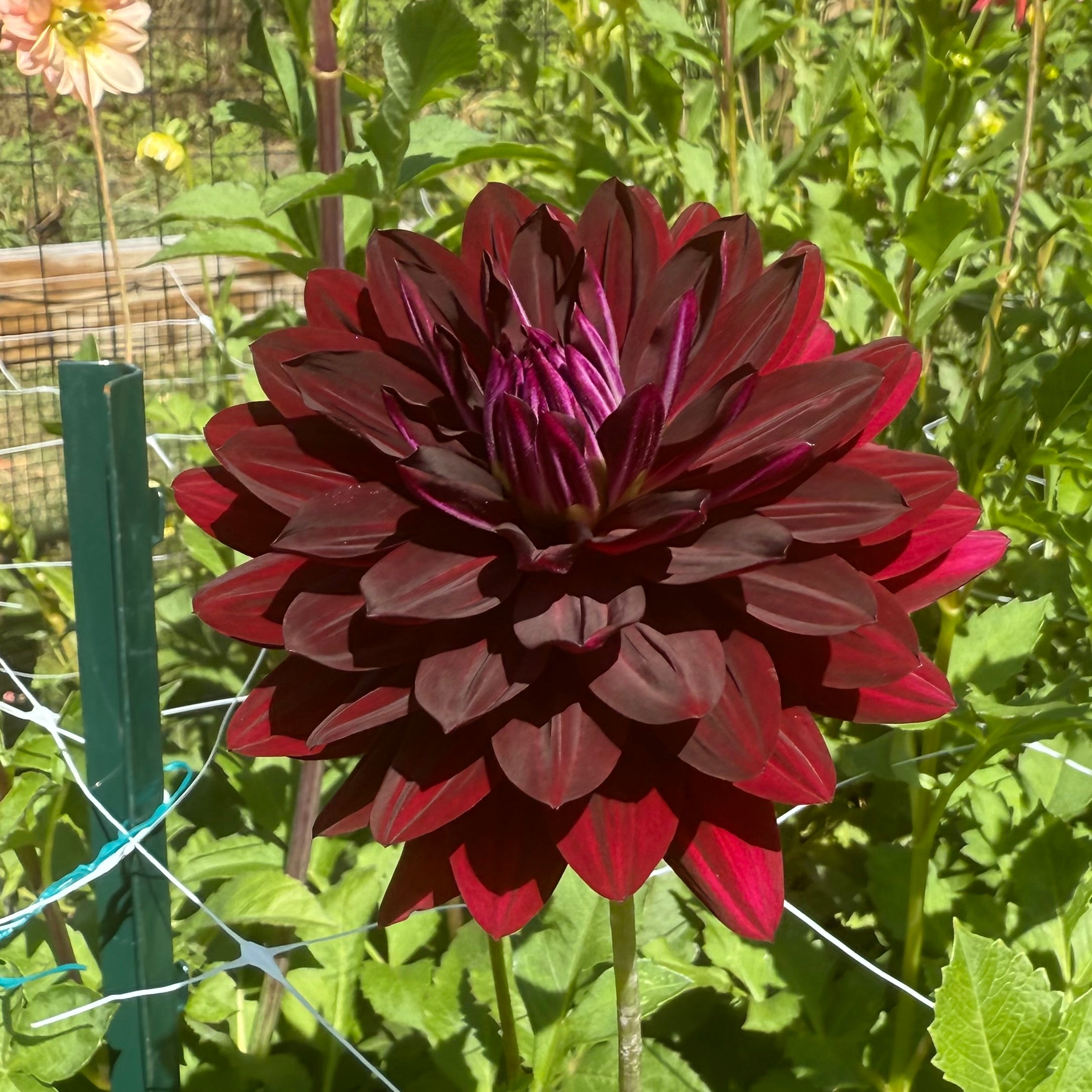 Hollyhill Black Beauty Dahlia Tuber