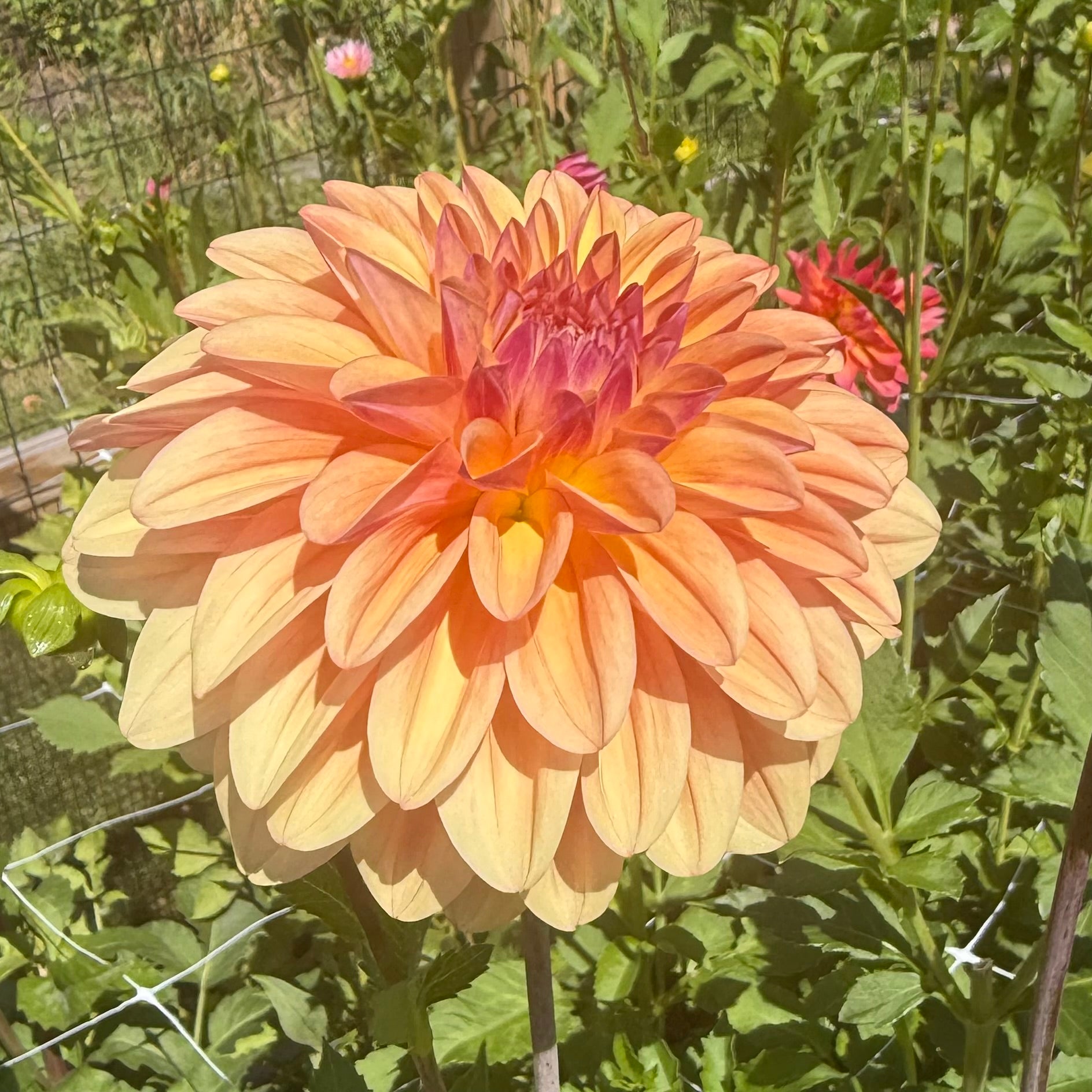 Ferncliff Copper Dahlia Tuber