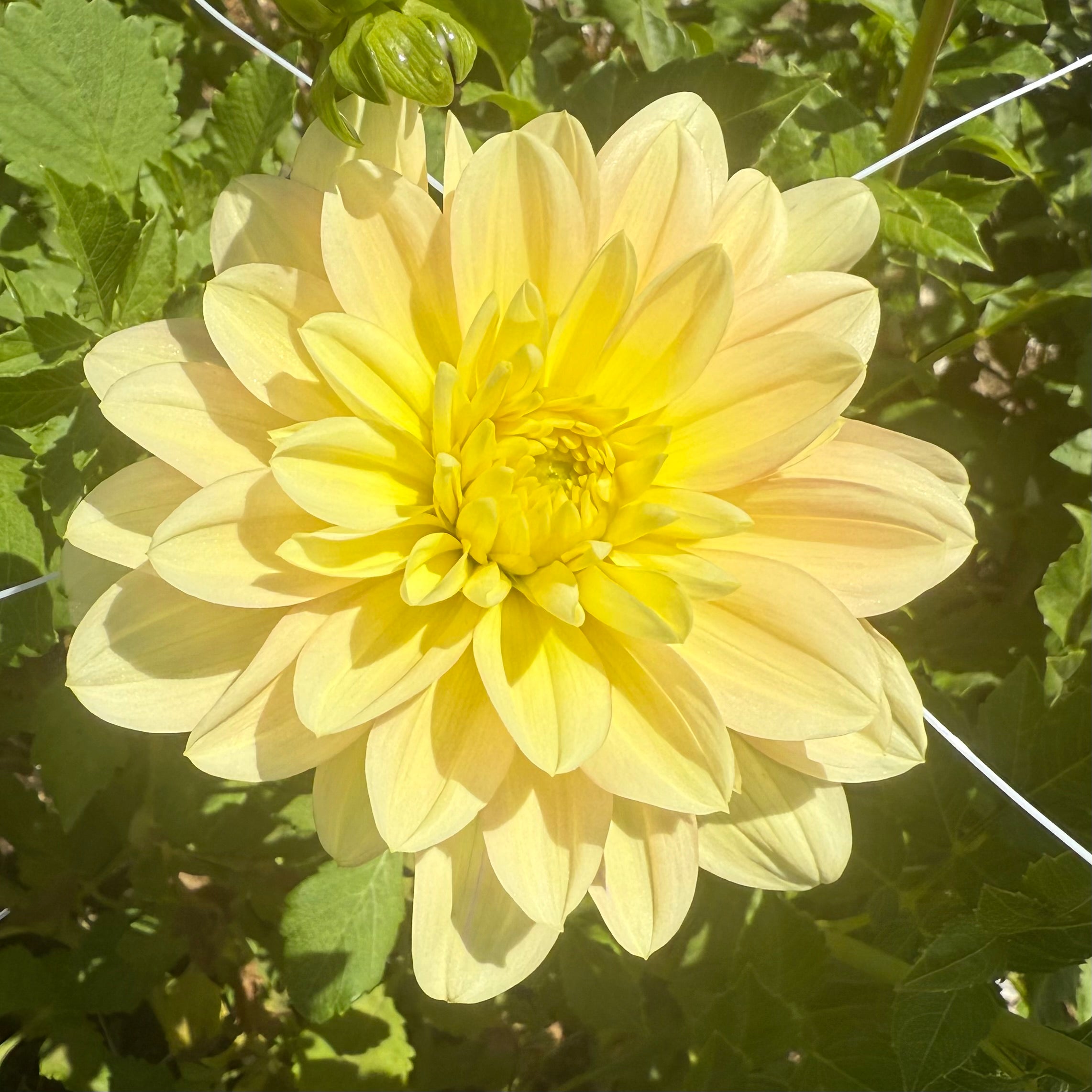 Daydreamer Dahlia Tuber