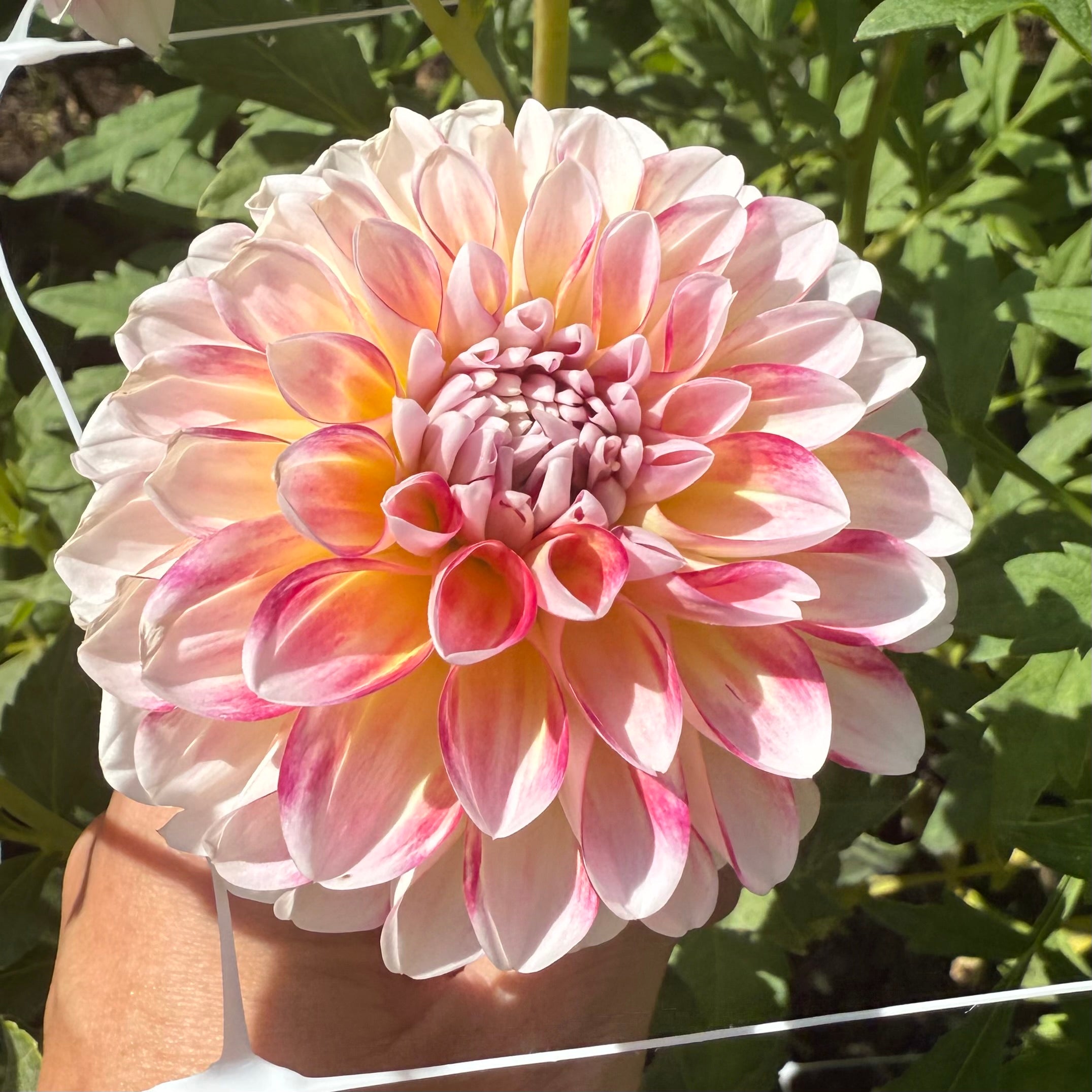 Hawaii Dahlia Tuber