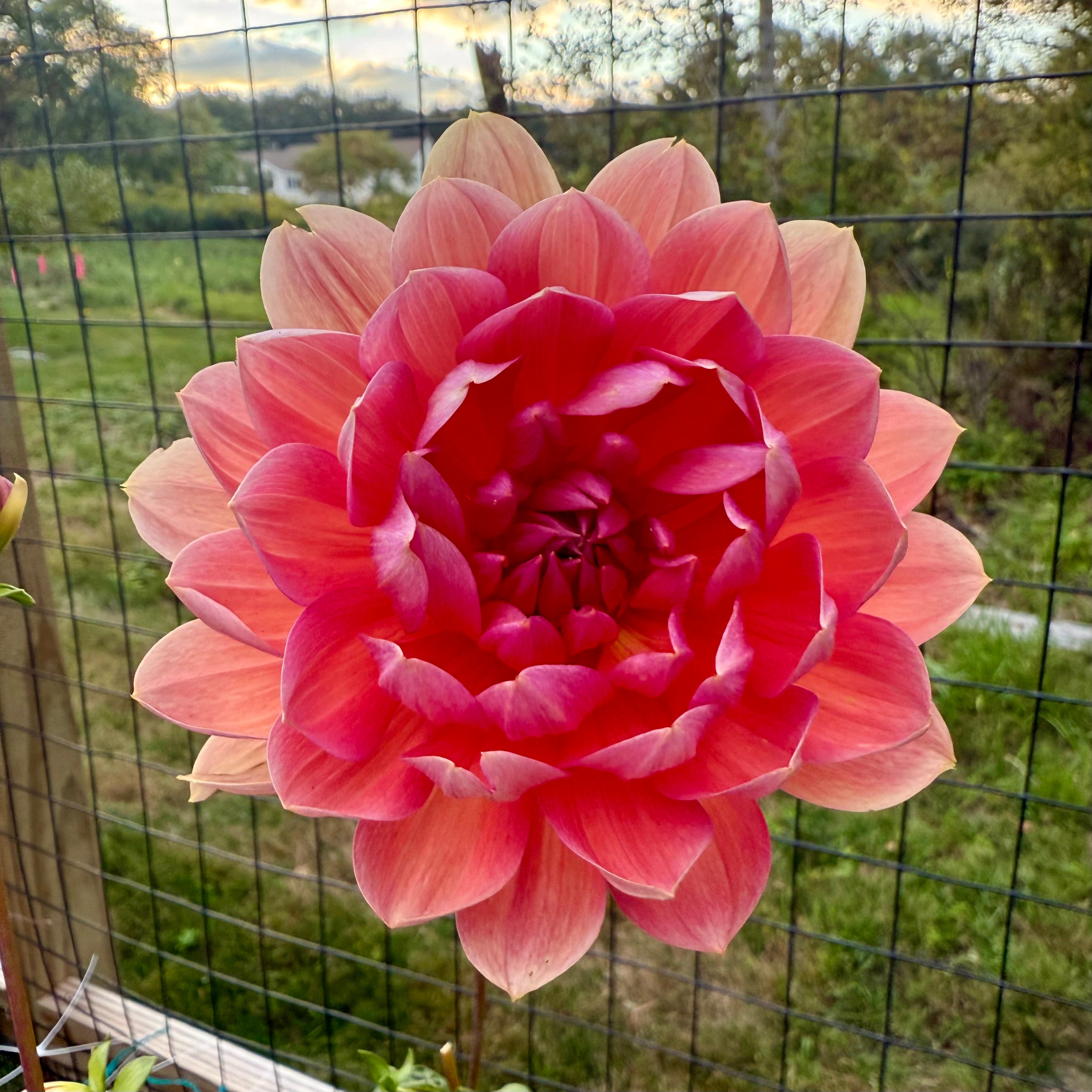 Hollyhill Daydream Dahlia Tuber