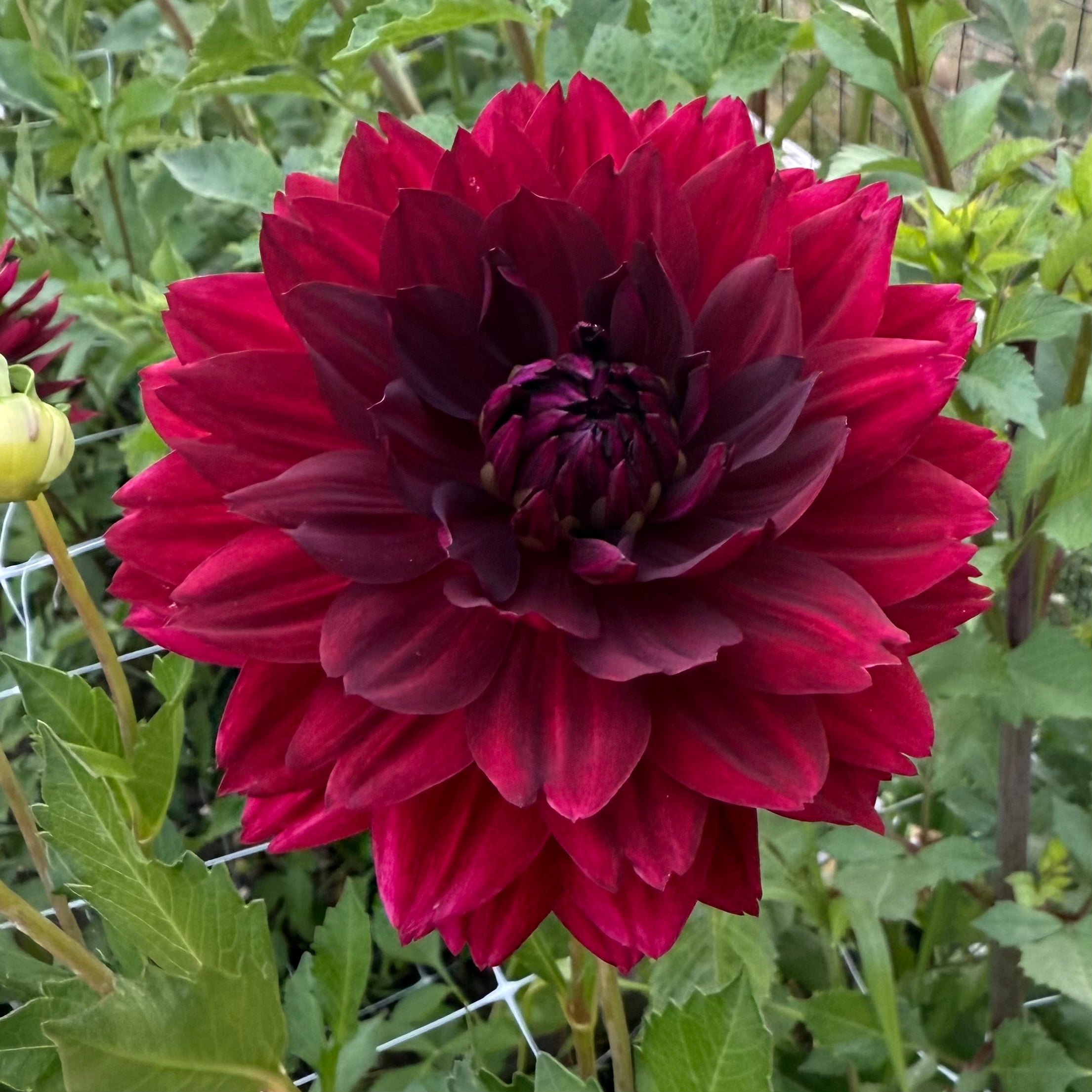 Hollyhill Black Widow Dahlia Tuber