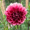 Bloomquist York Dahlia Tuber