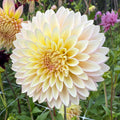 Bloomquist Blush Dahlia Tuber