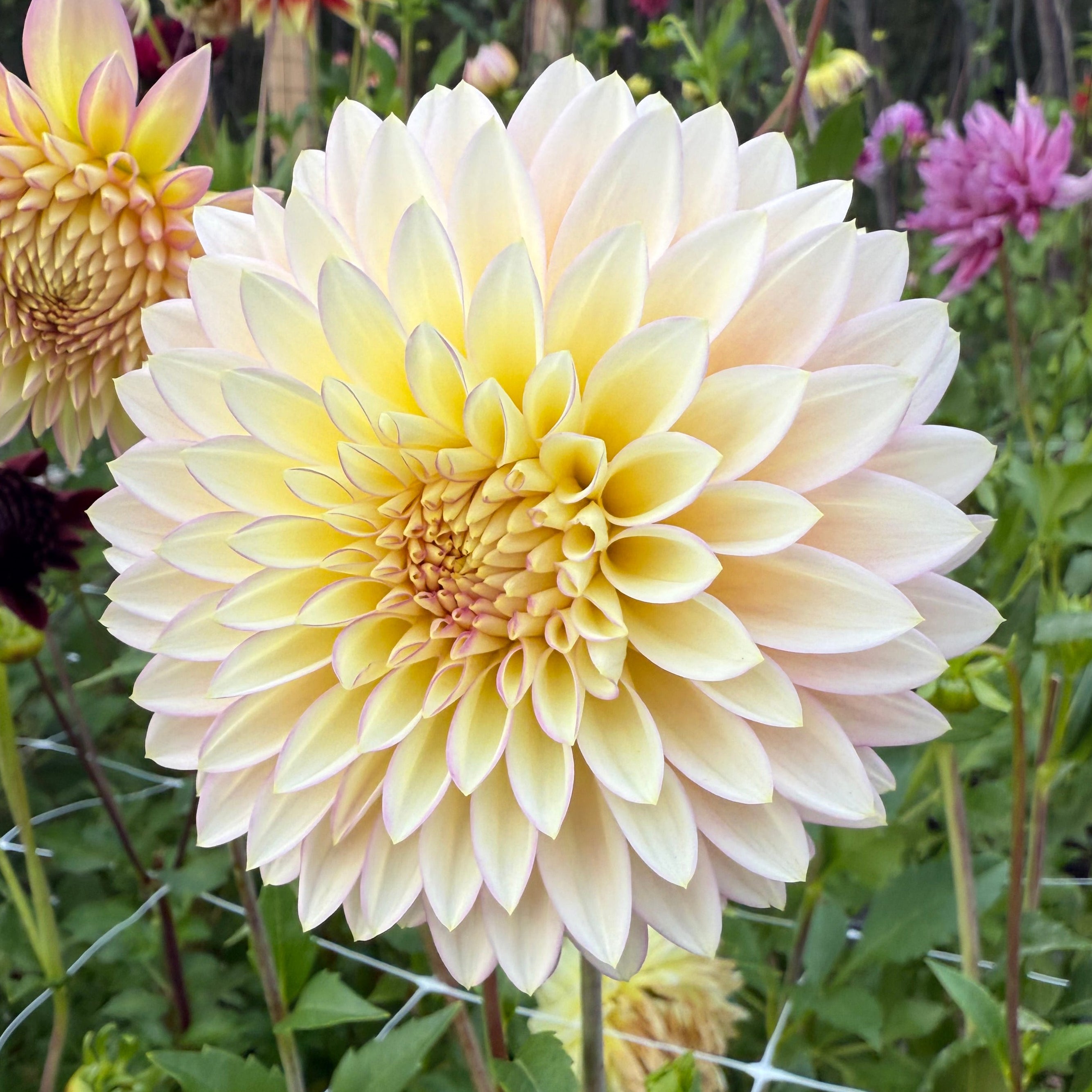 Bloomquist Blush Dahlia Tuber