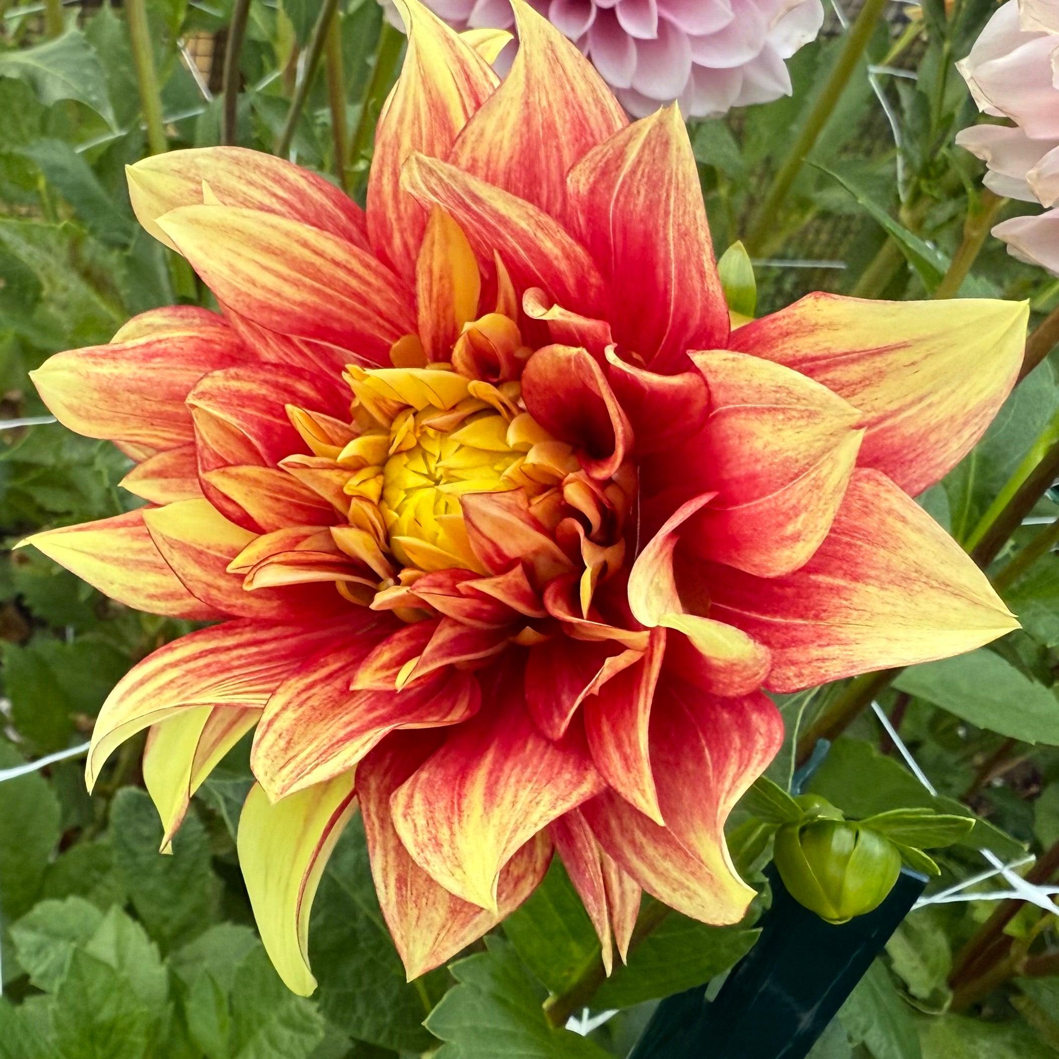 Dazzling Sun Dahlia Tuber