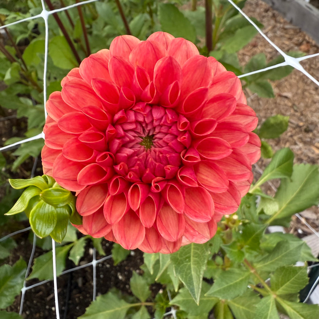 Blood Orange Dahlia Tuber