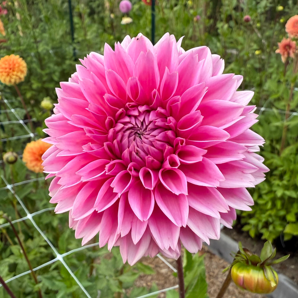 Jowey Frambo Dahlia Tuber