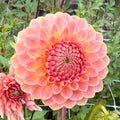 20th Ave Softer Peach Tuber