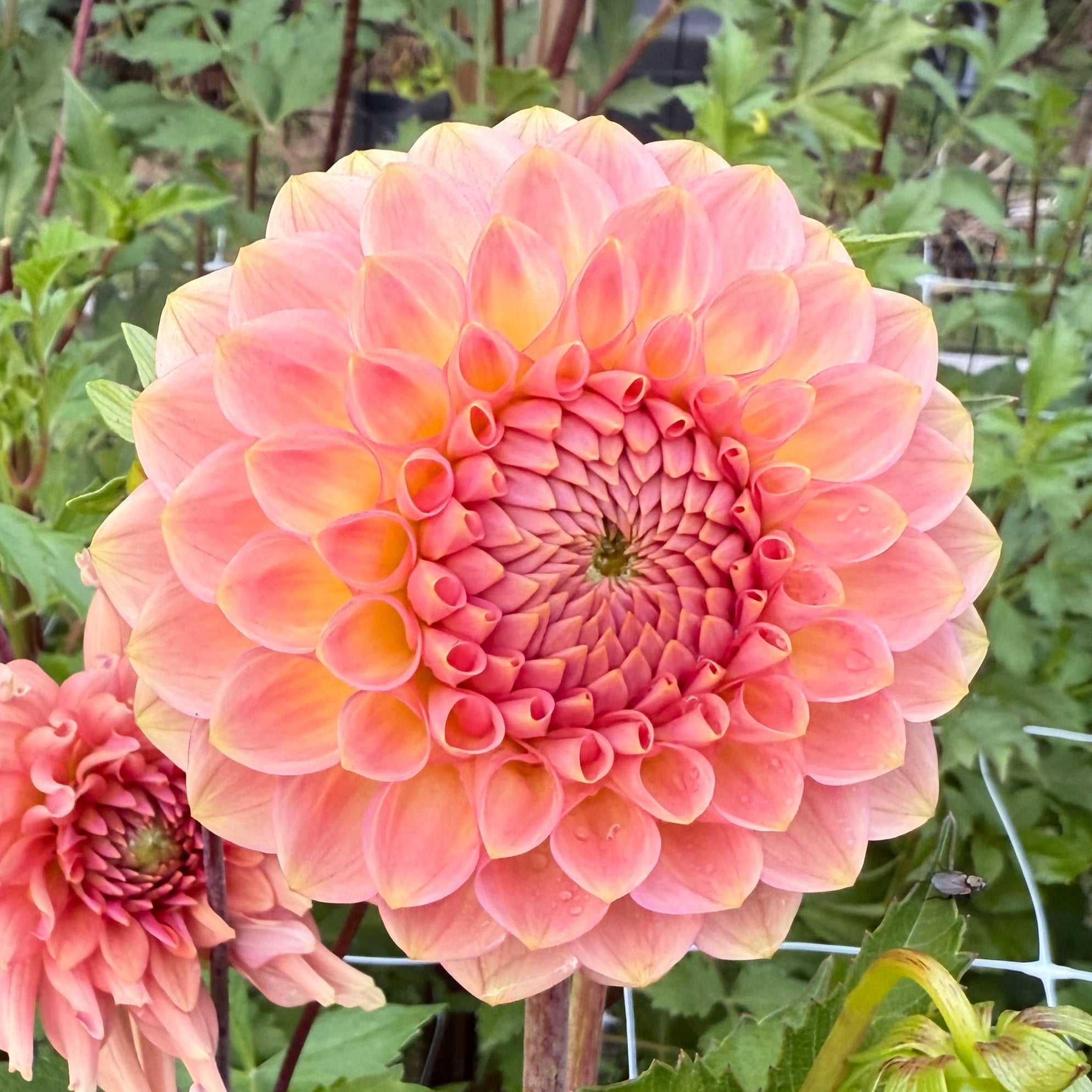 20th Ave Softer Peach Tuber