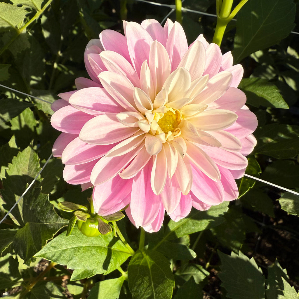 Coseytown Kay Dahlia Tuber