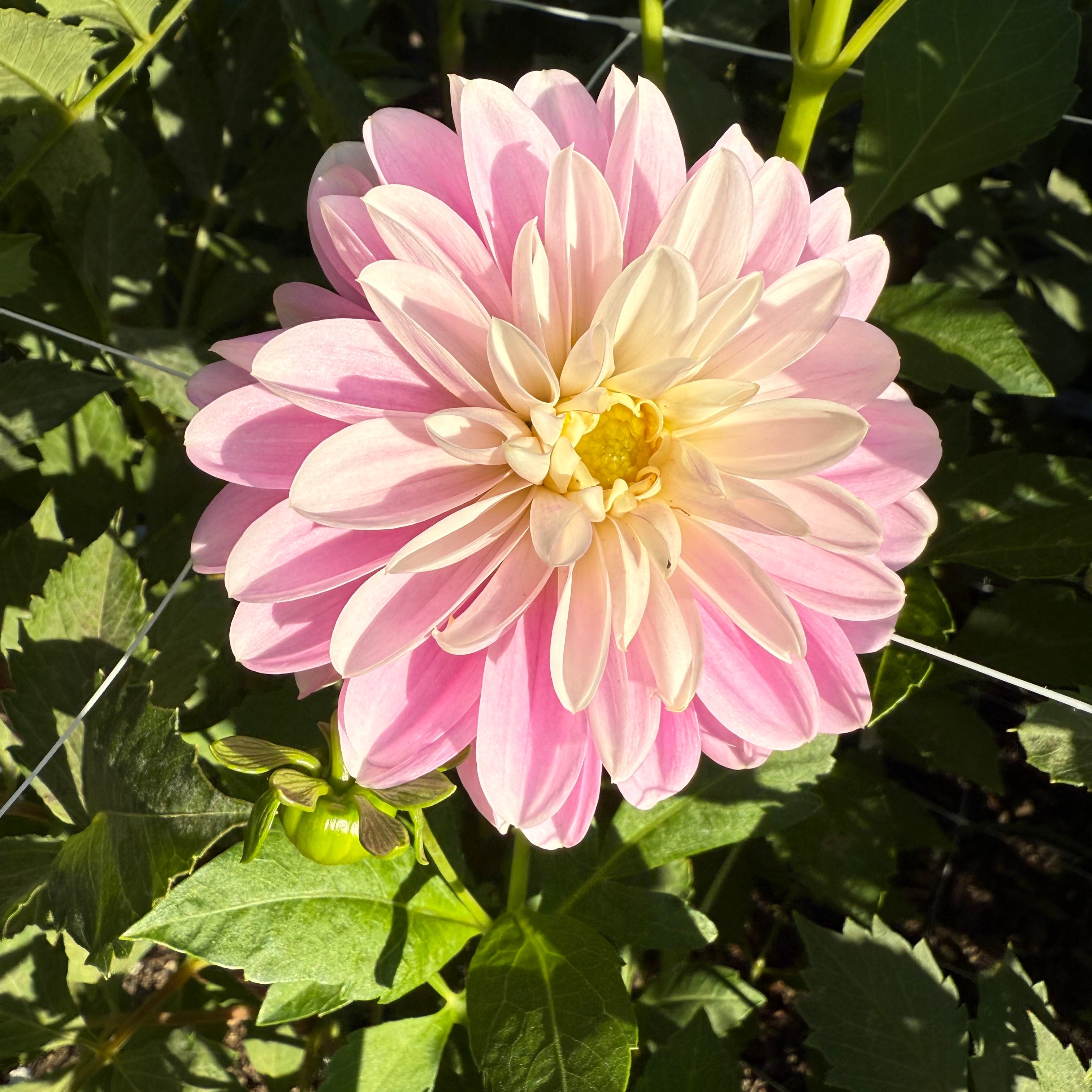 Coseytown Kay Dahlia SMALL Tuber