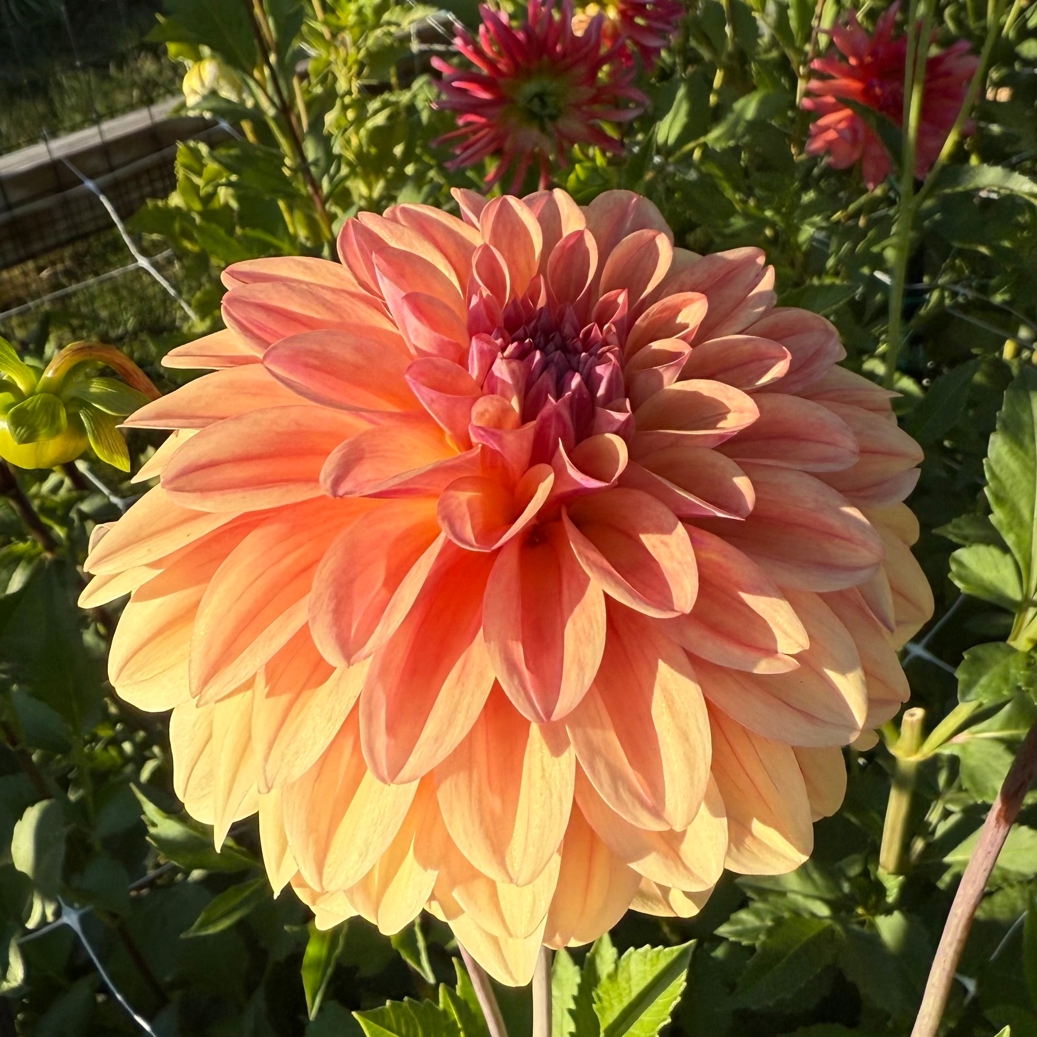 Ferncliff Copper Dahlia Tuber