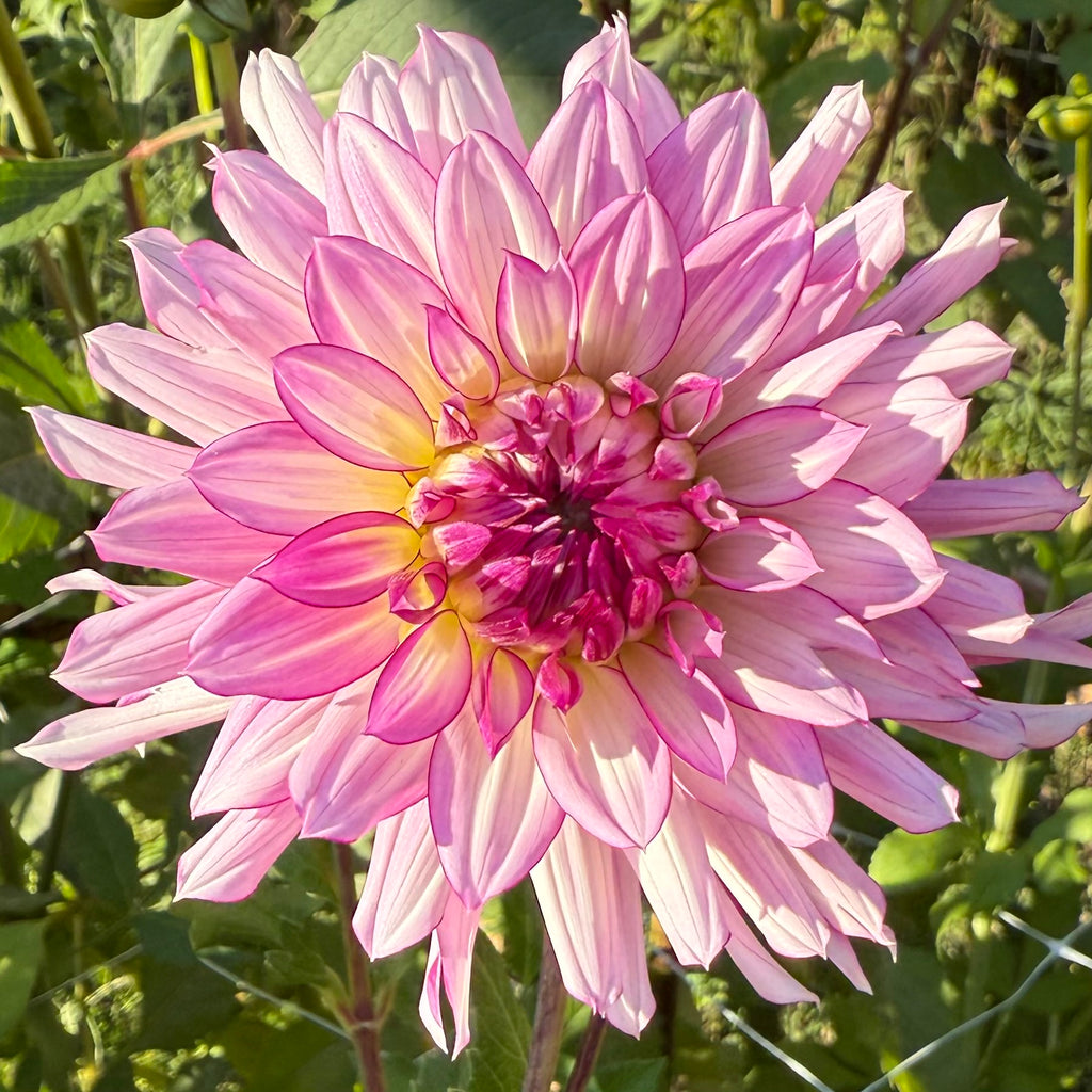 Belred Desire Dahlia Tuber