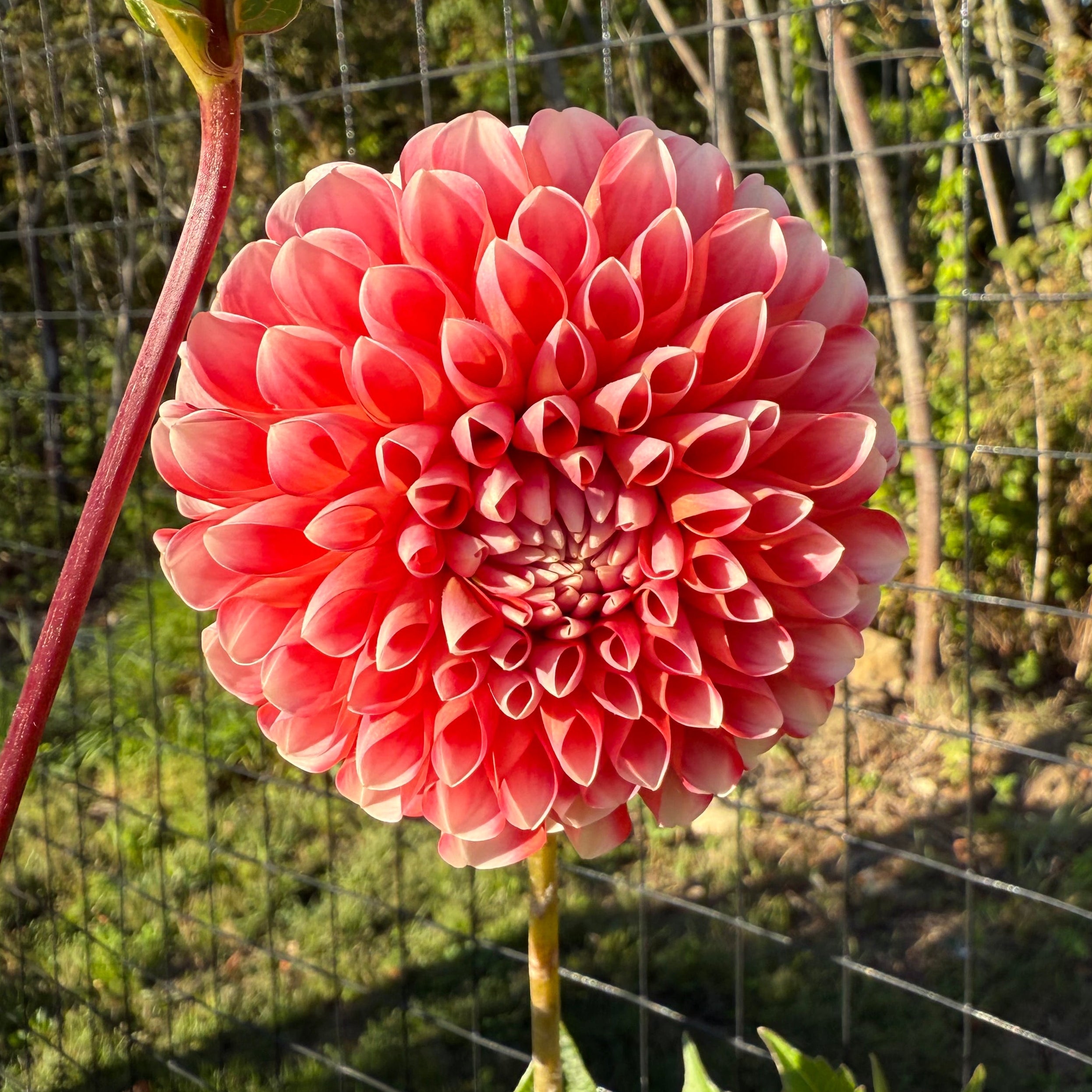 Chimacum Luke Dahlia Tuber