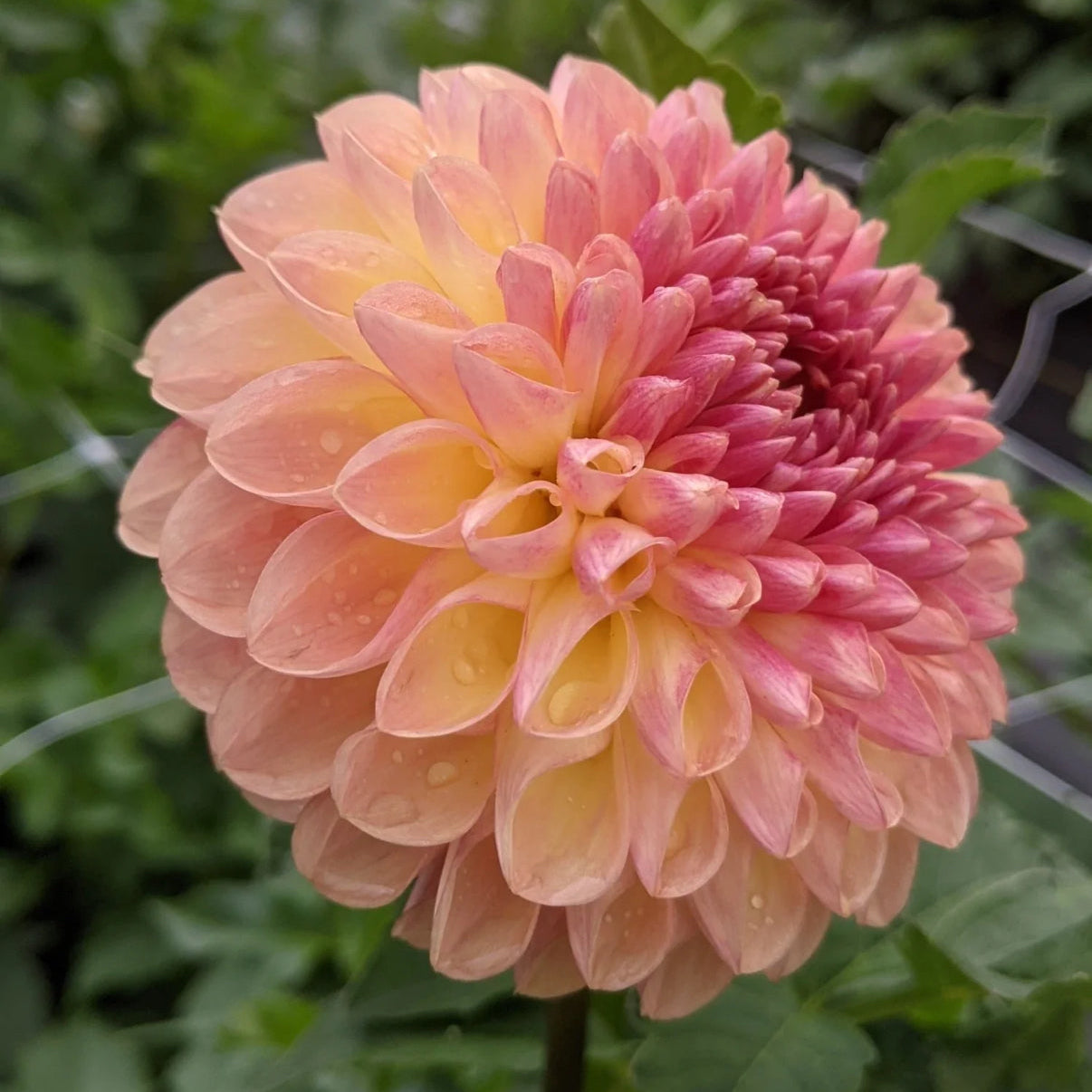Coseytown Bounty Dahlia SMALL Tuber