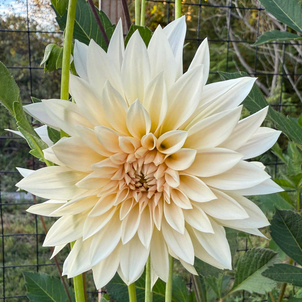 Cafe Au Lait Mini Dahlia Tuber, aka Jolene