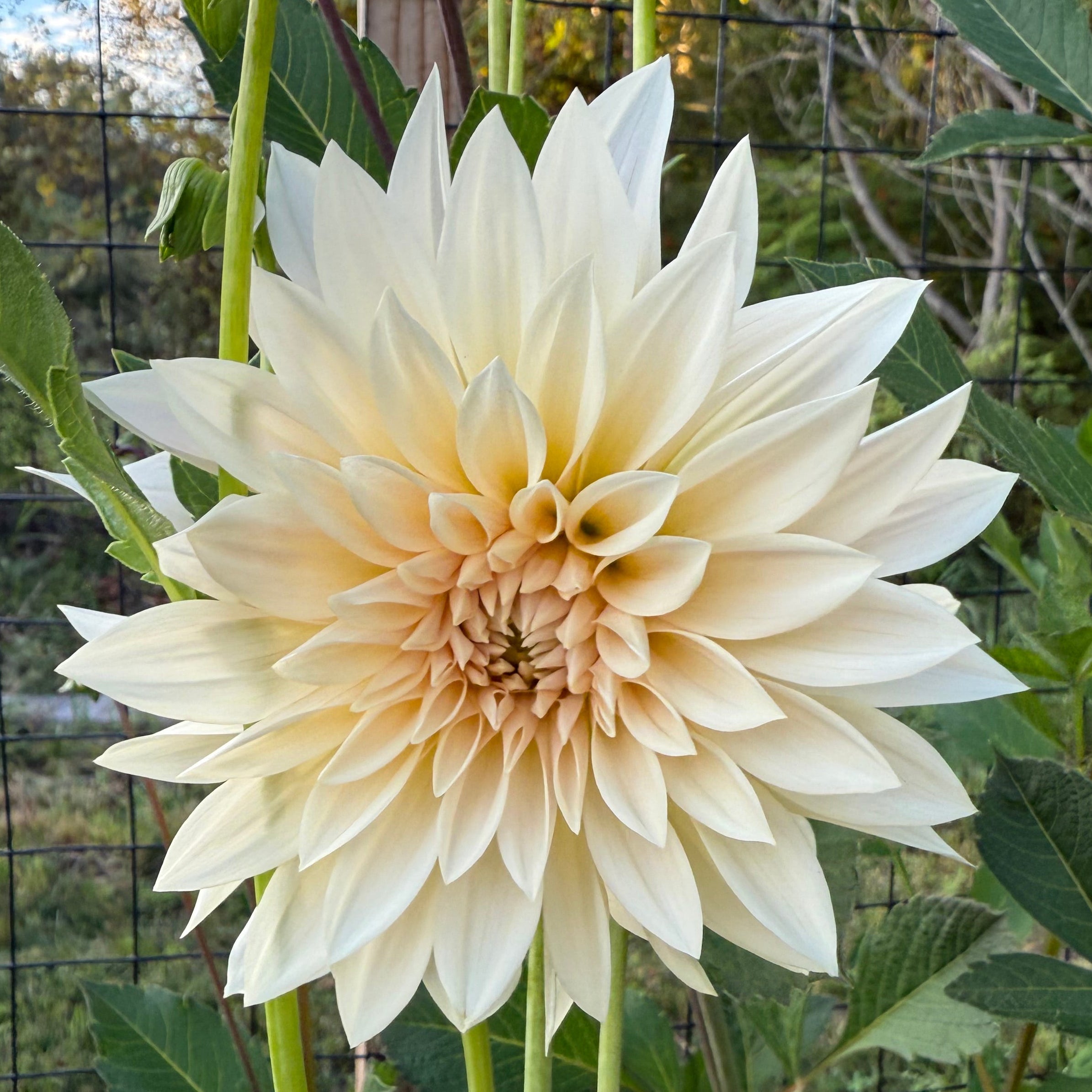 Cafe Au Lait Mini Dahlia Tuber, aka Jolene