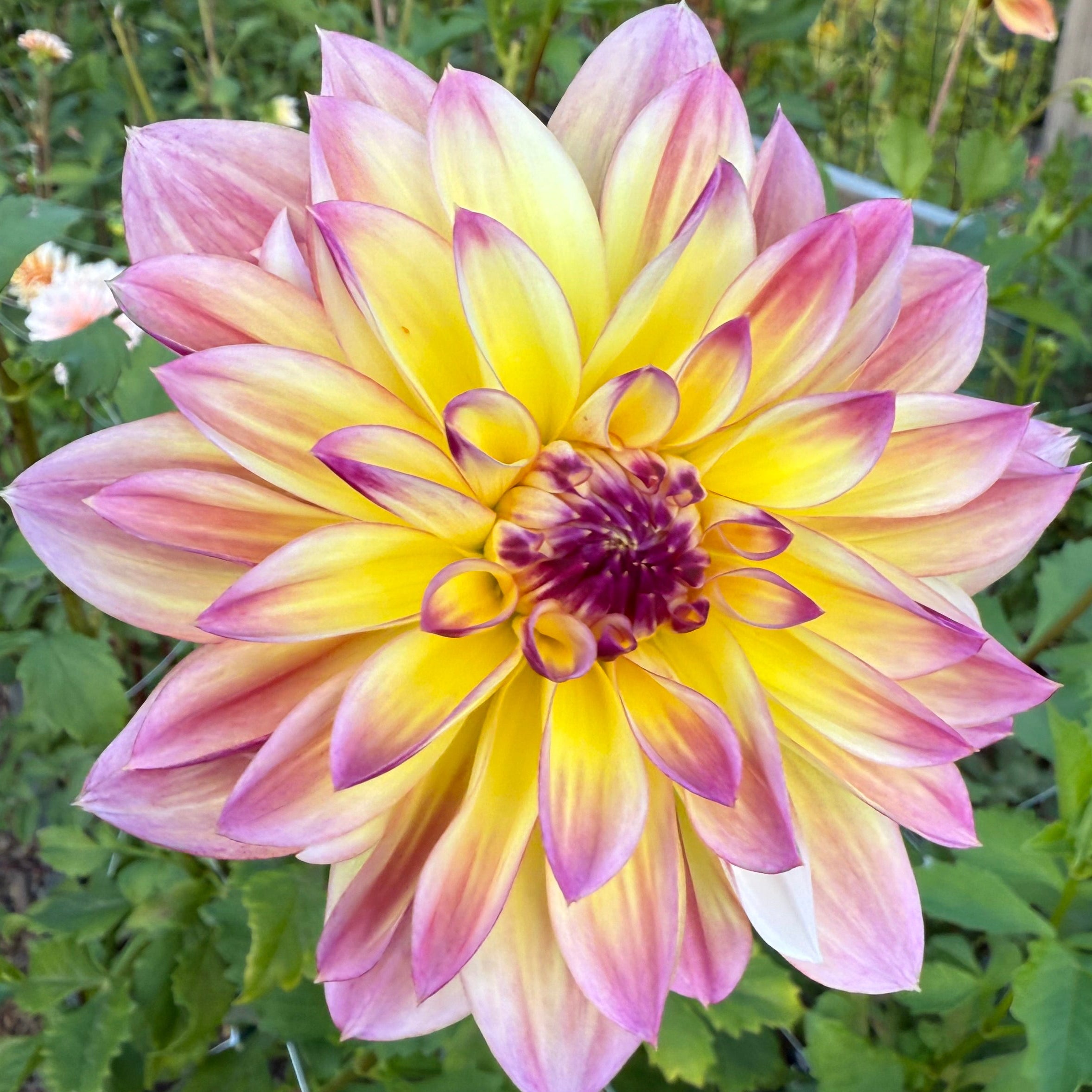 Caribbean Fantasy Dahlia Tuber