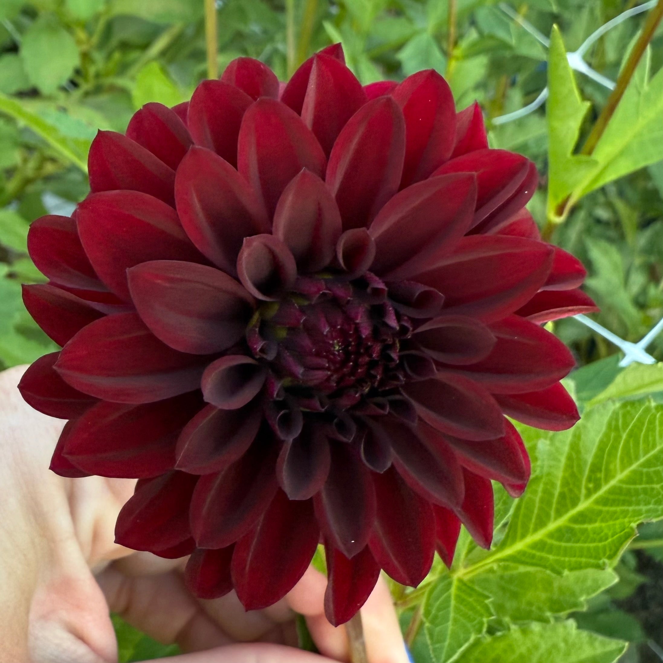 Kennedy Hills Black Capps Dahlia Tuber